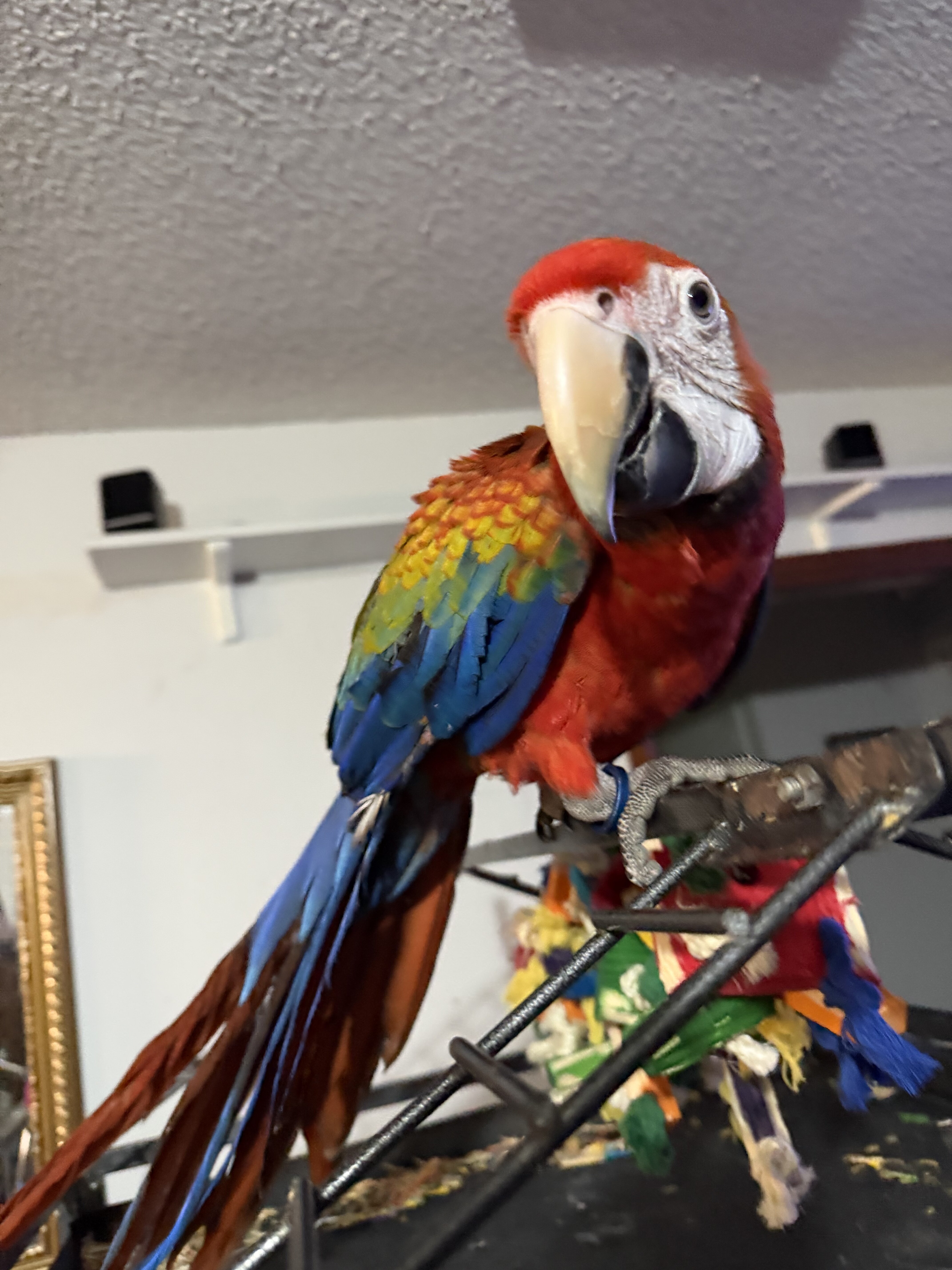 Red Camelot Macaw image 3