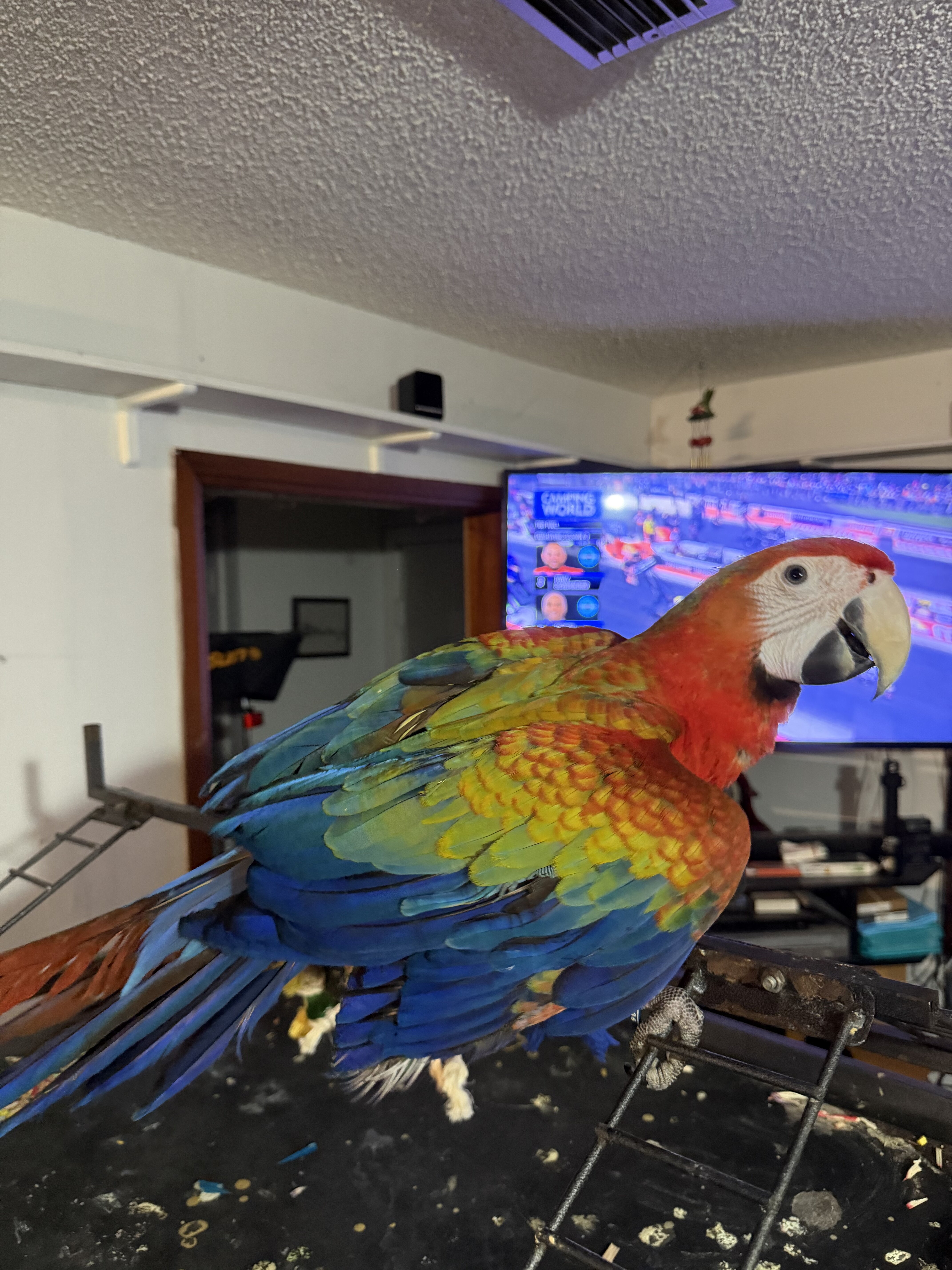 Red Camelot Macaw image 1
