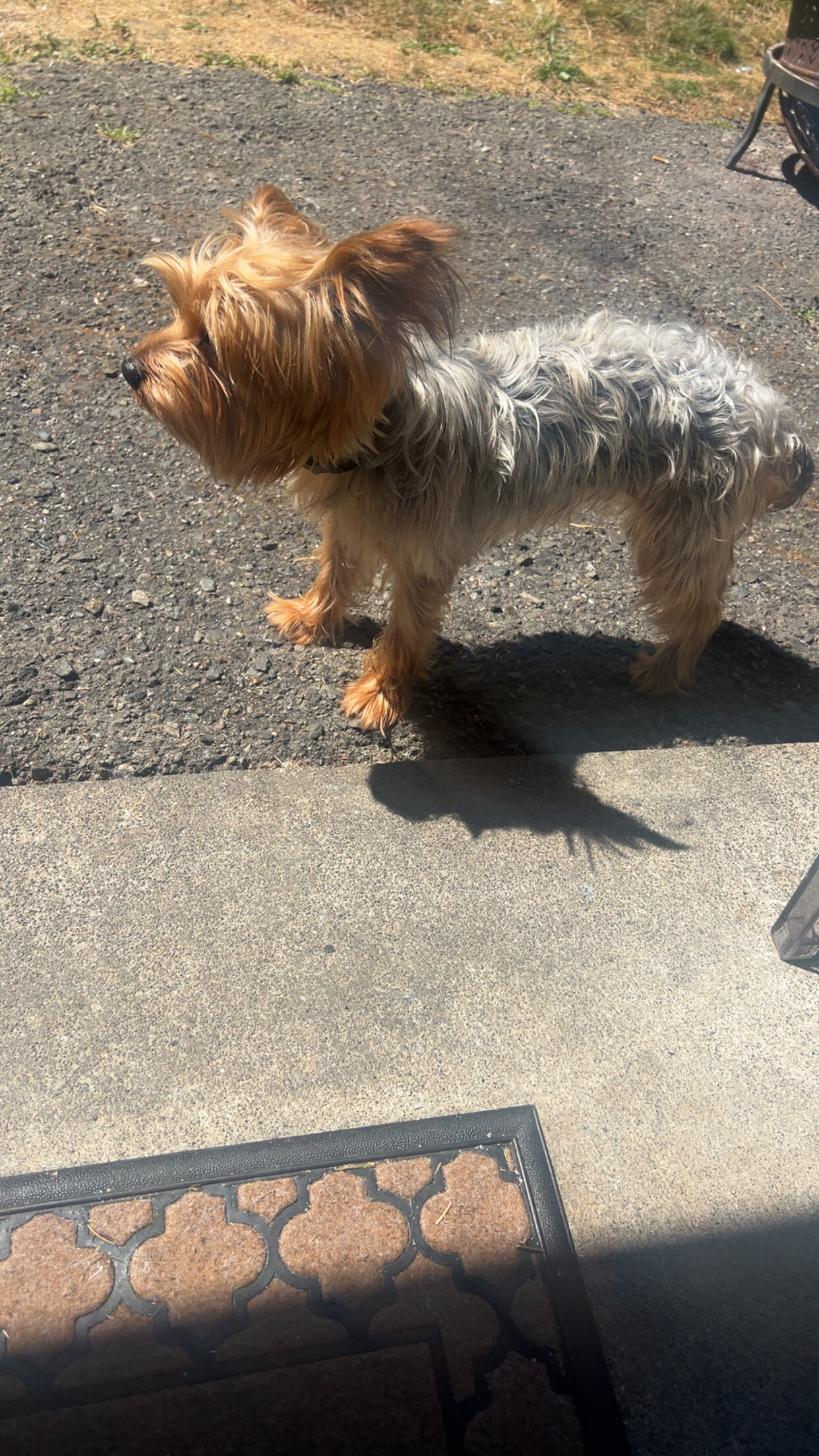 Girl Pure Yorkie 2yrs old image 1