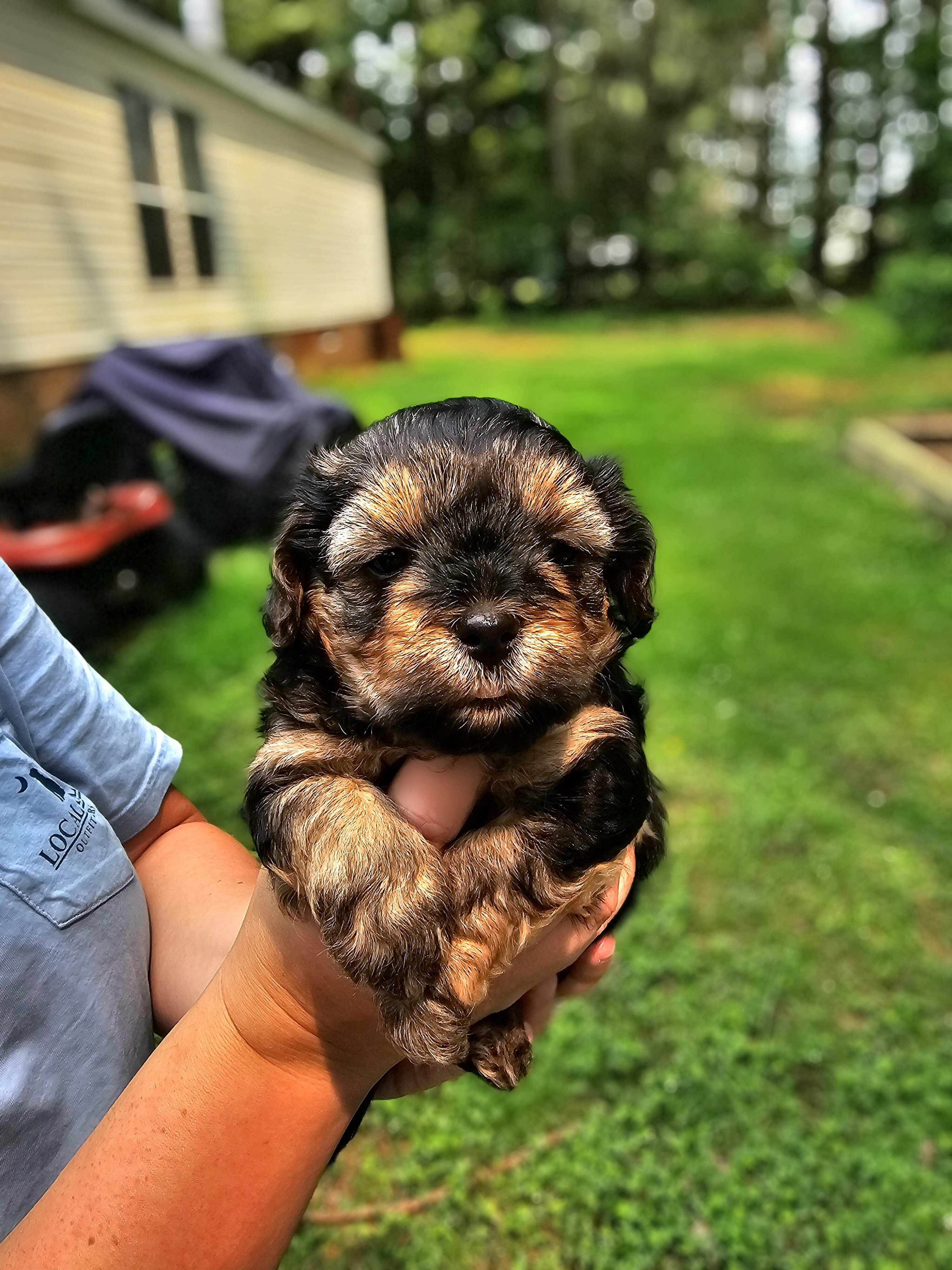 Maltipoo puppies image 5