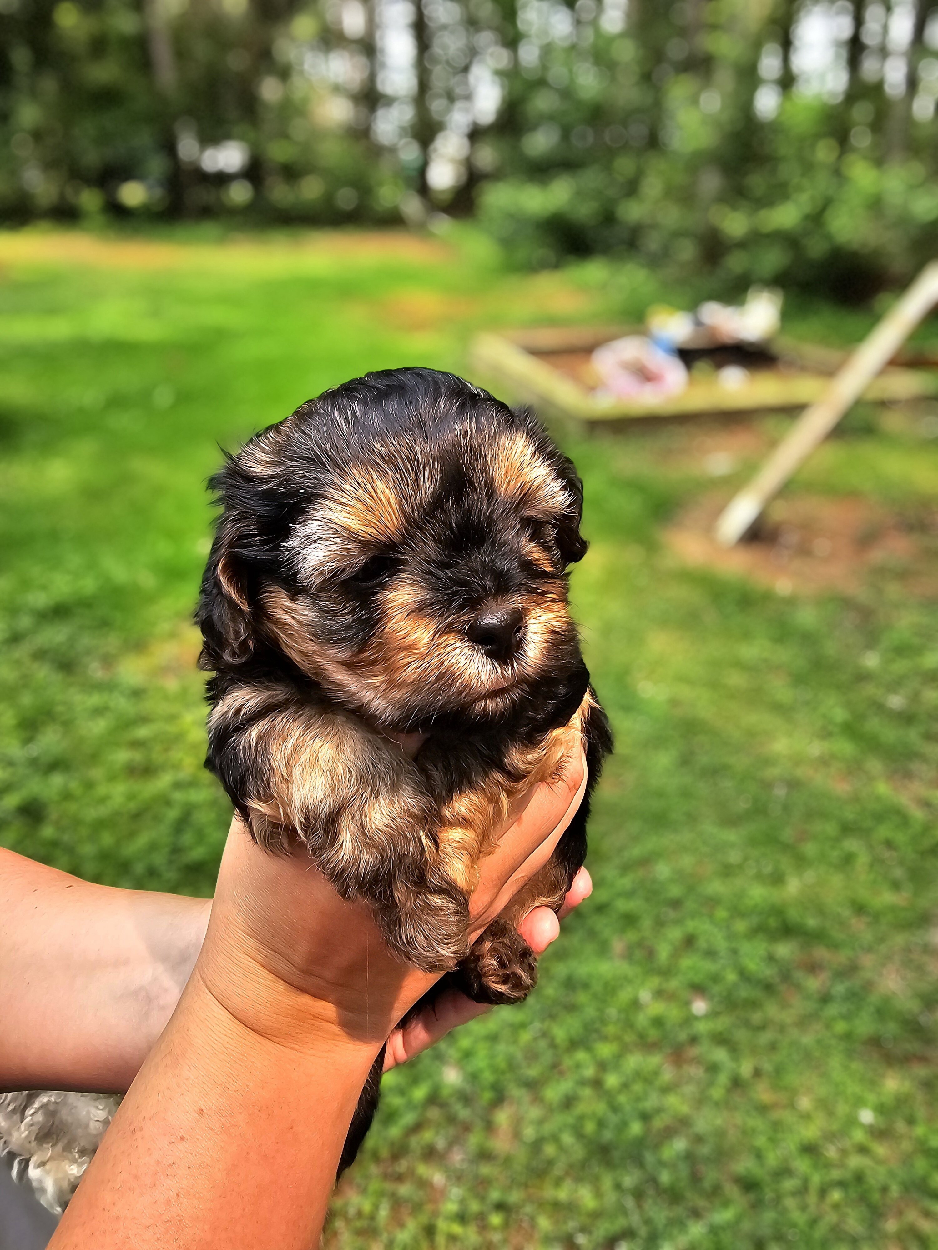 Maltipoo puppies image 6