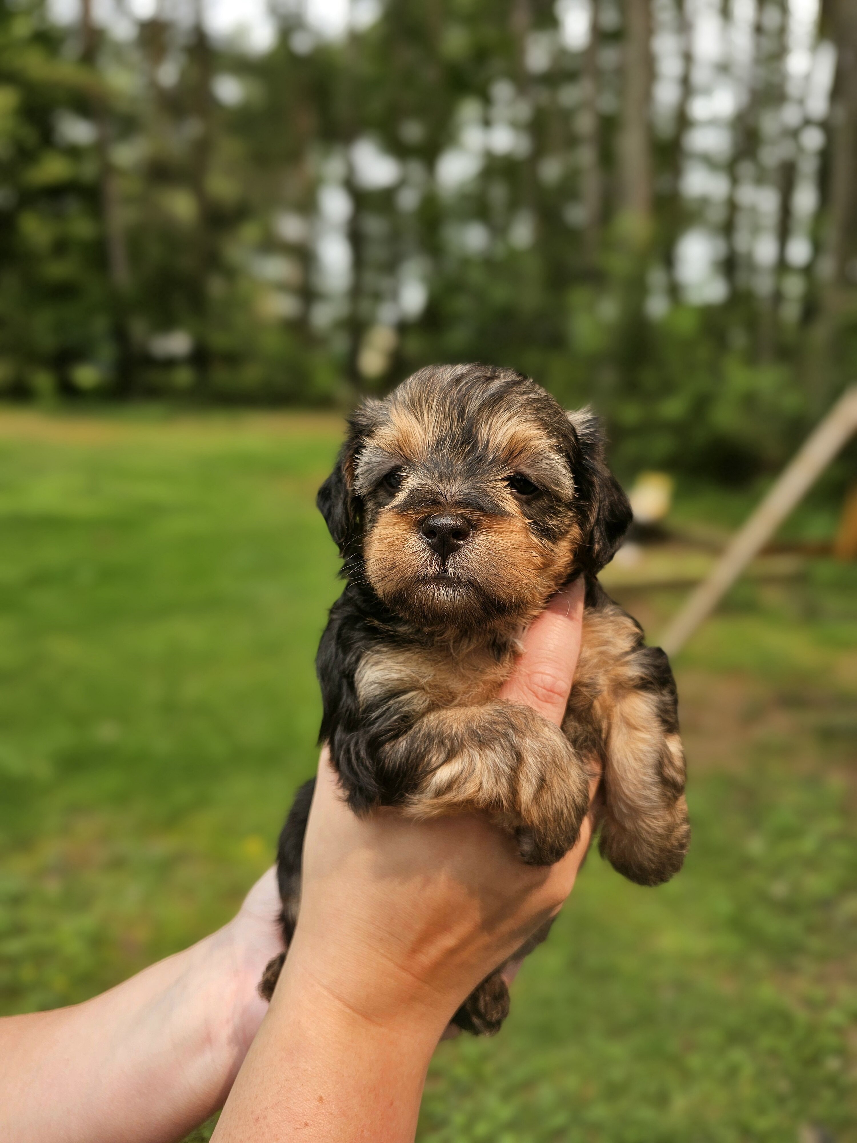 Maltipoo puppies image 4
