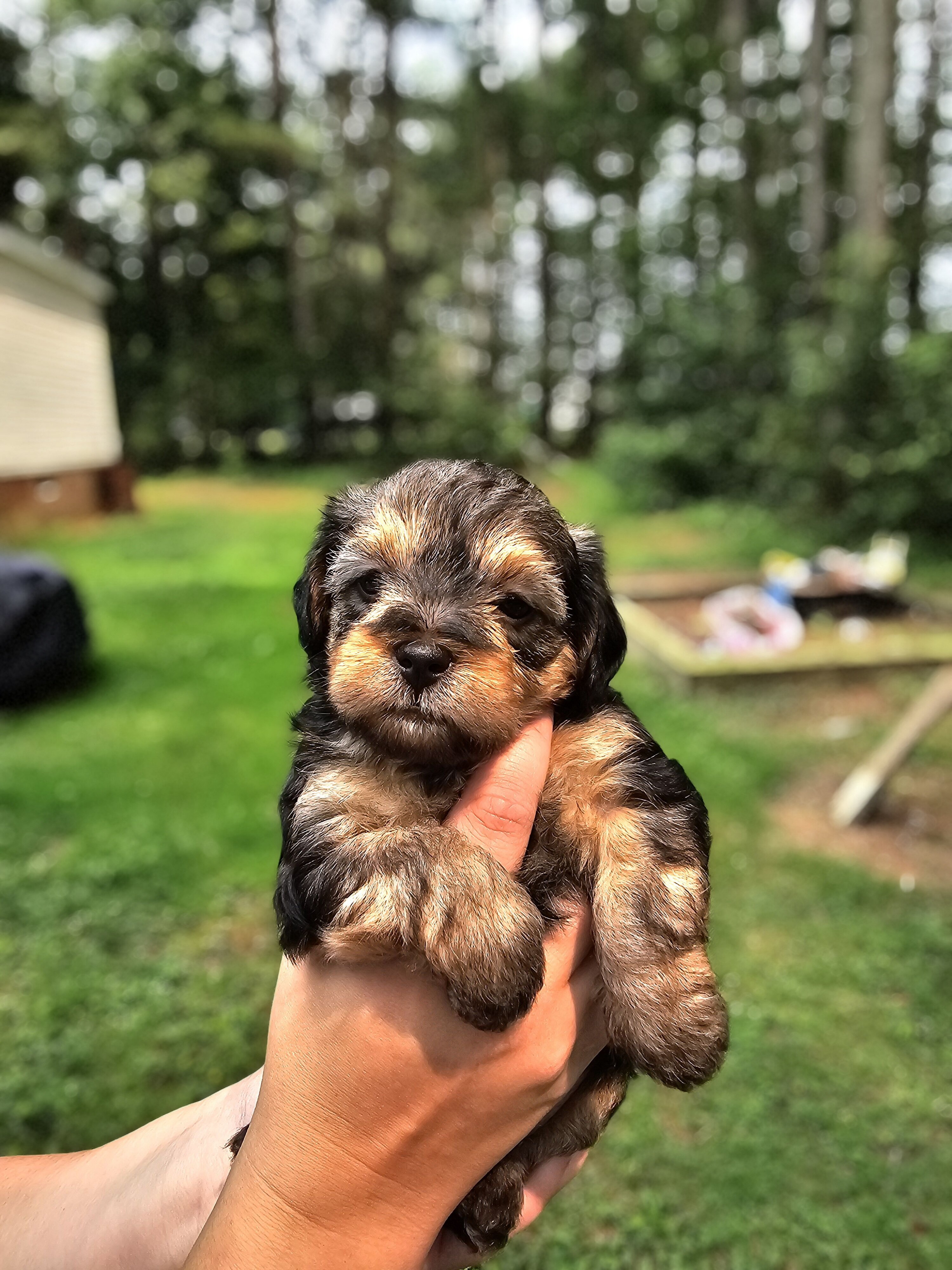Maltipoo puppies image 3