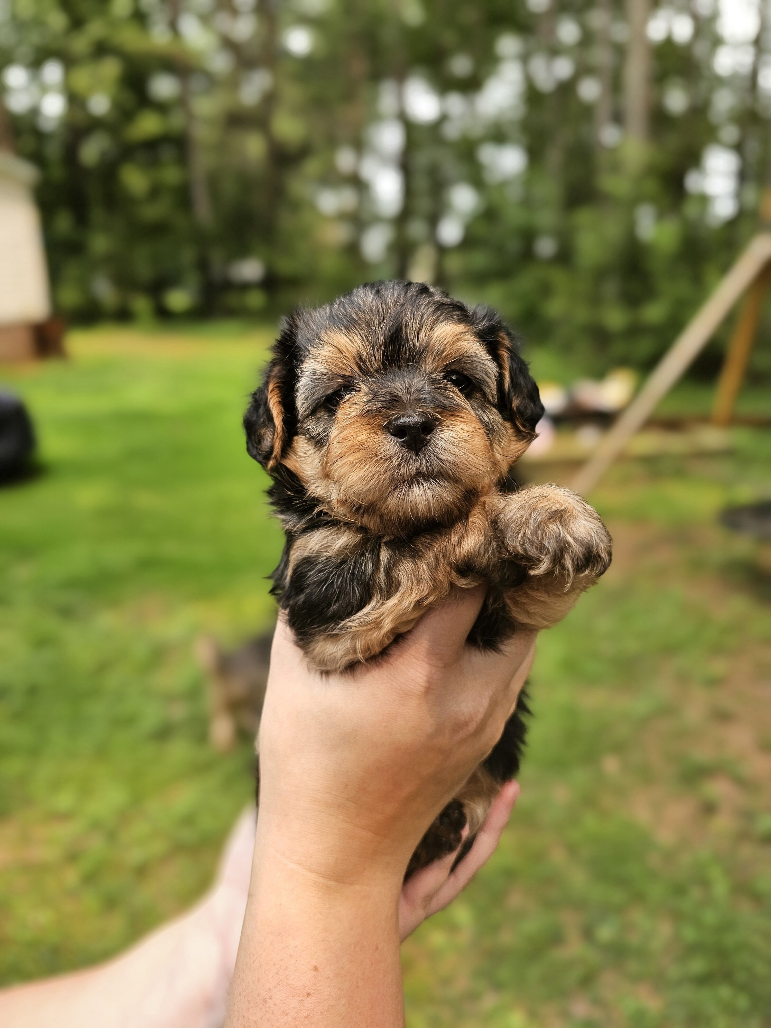 Maltipoo puppies image 2