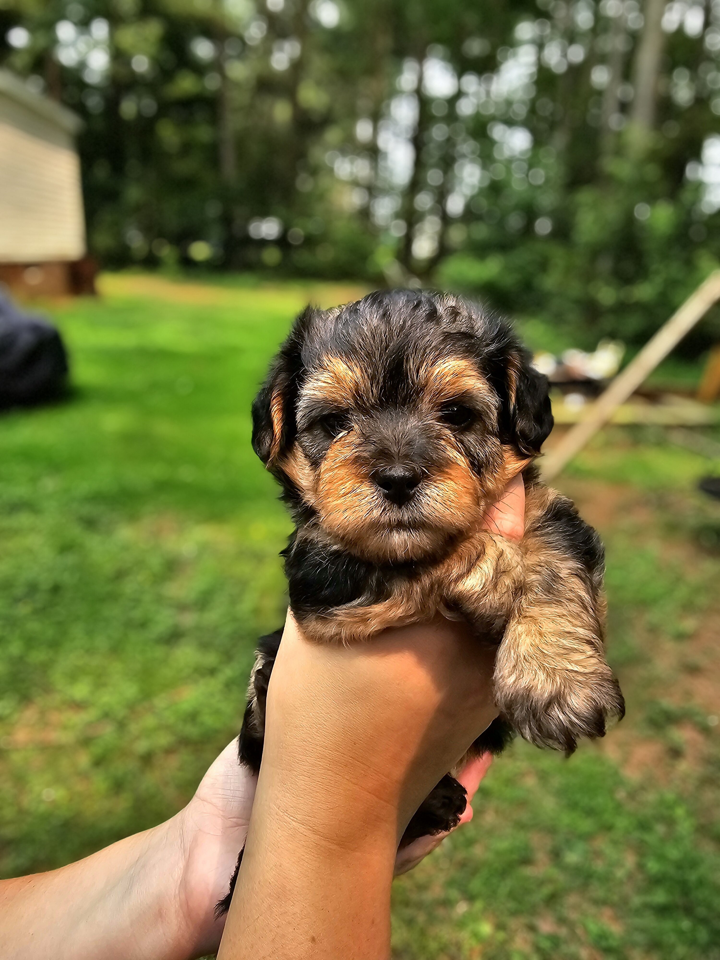 Maltipoo puppies image 1