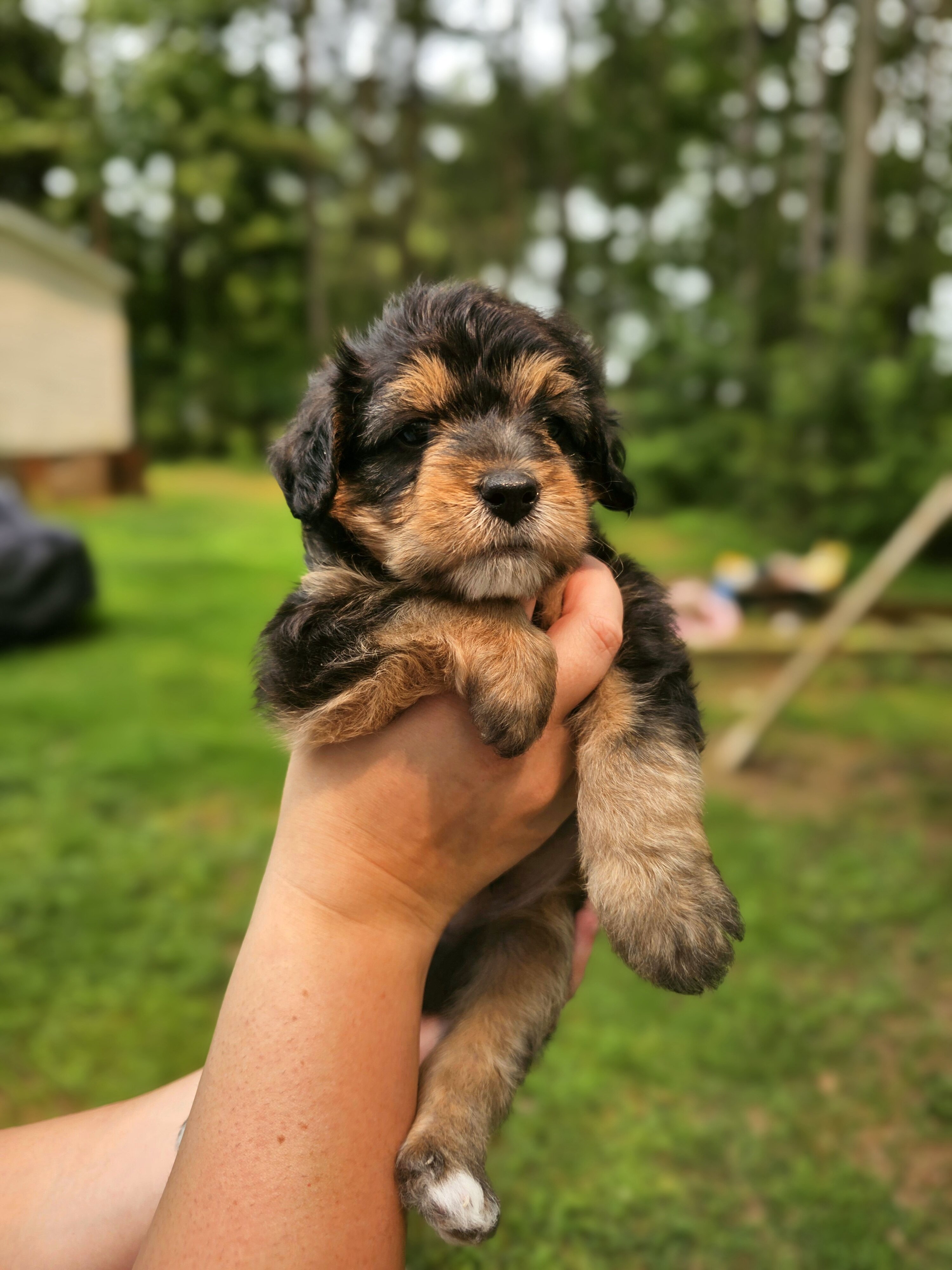Maltipoo puppies image 7