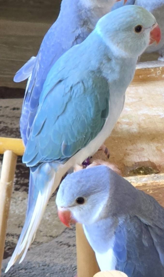Male Violet Clear Tail Indian Ringneck 🦜 image 1