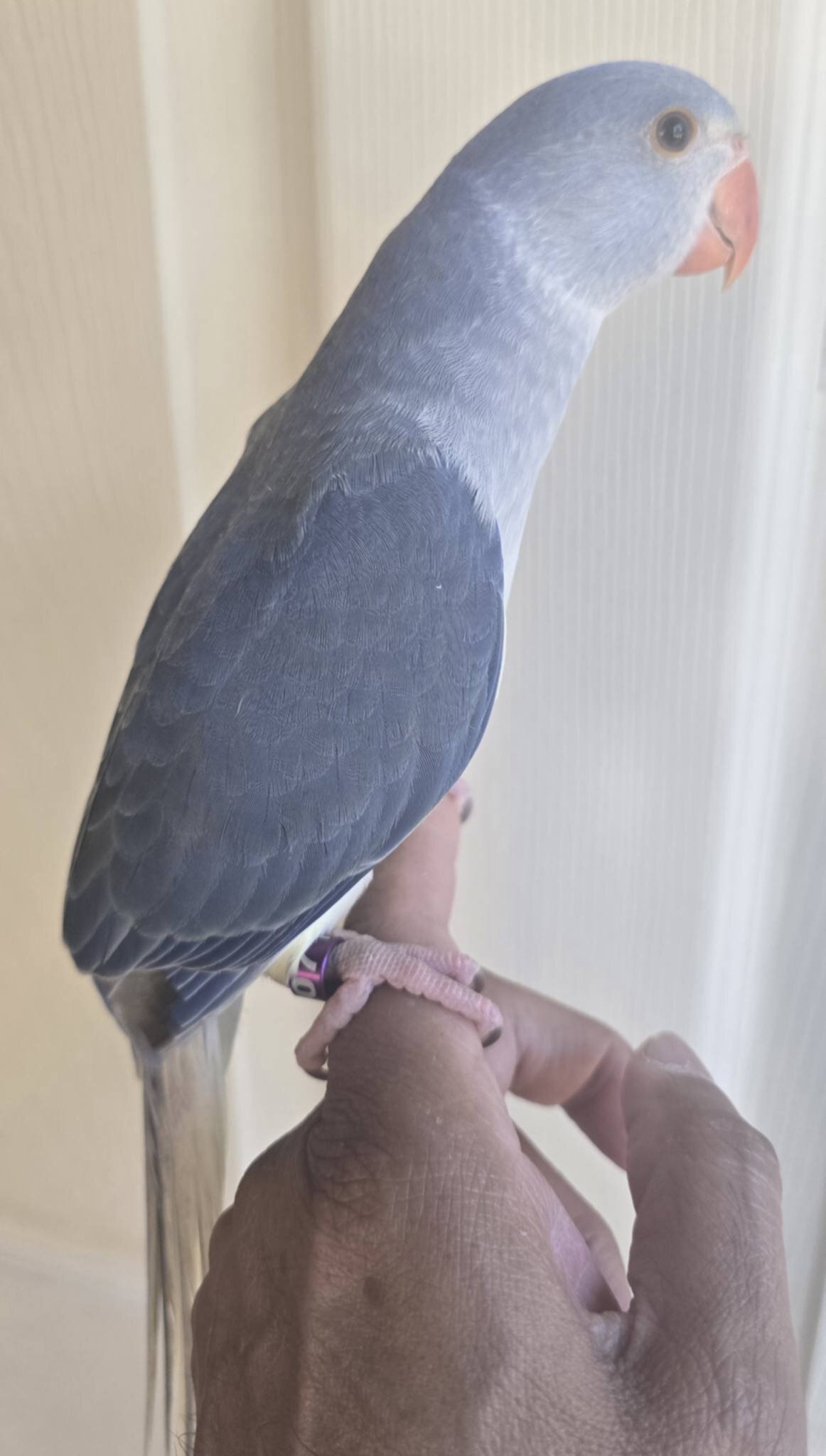 Male Violet Clear Tail Indian Ringneck 🦜 image 4