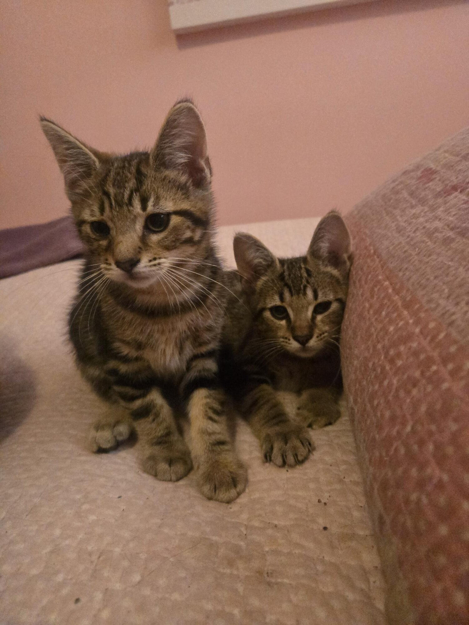Kittens image 1