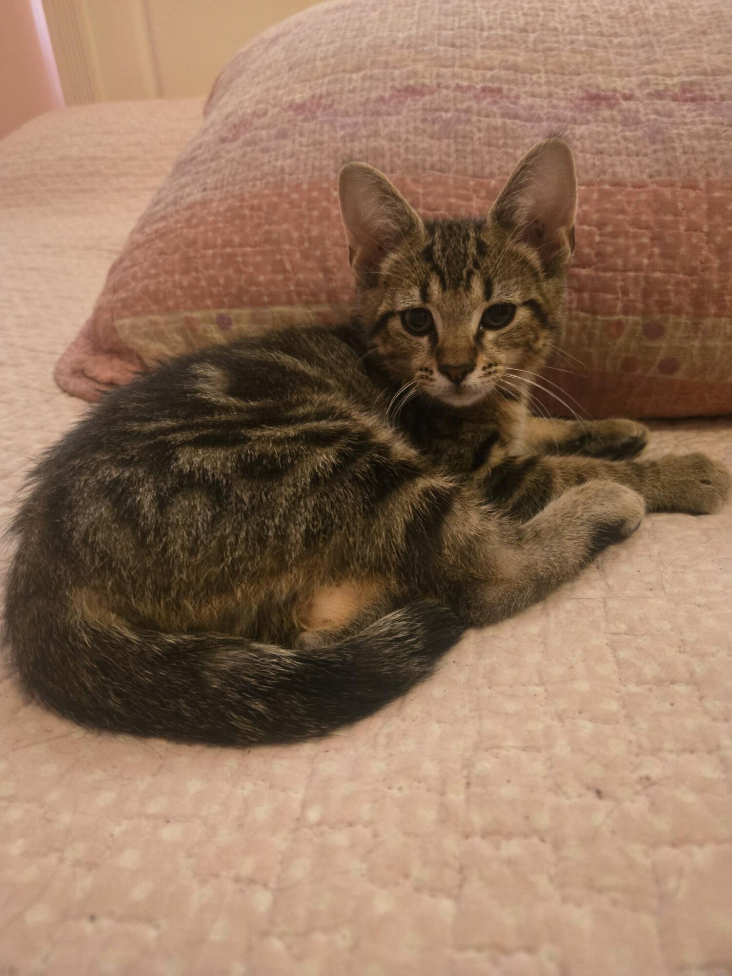 Kittens image 2