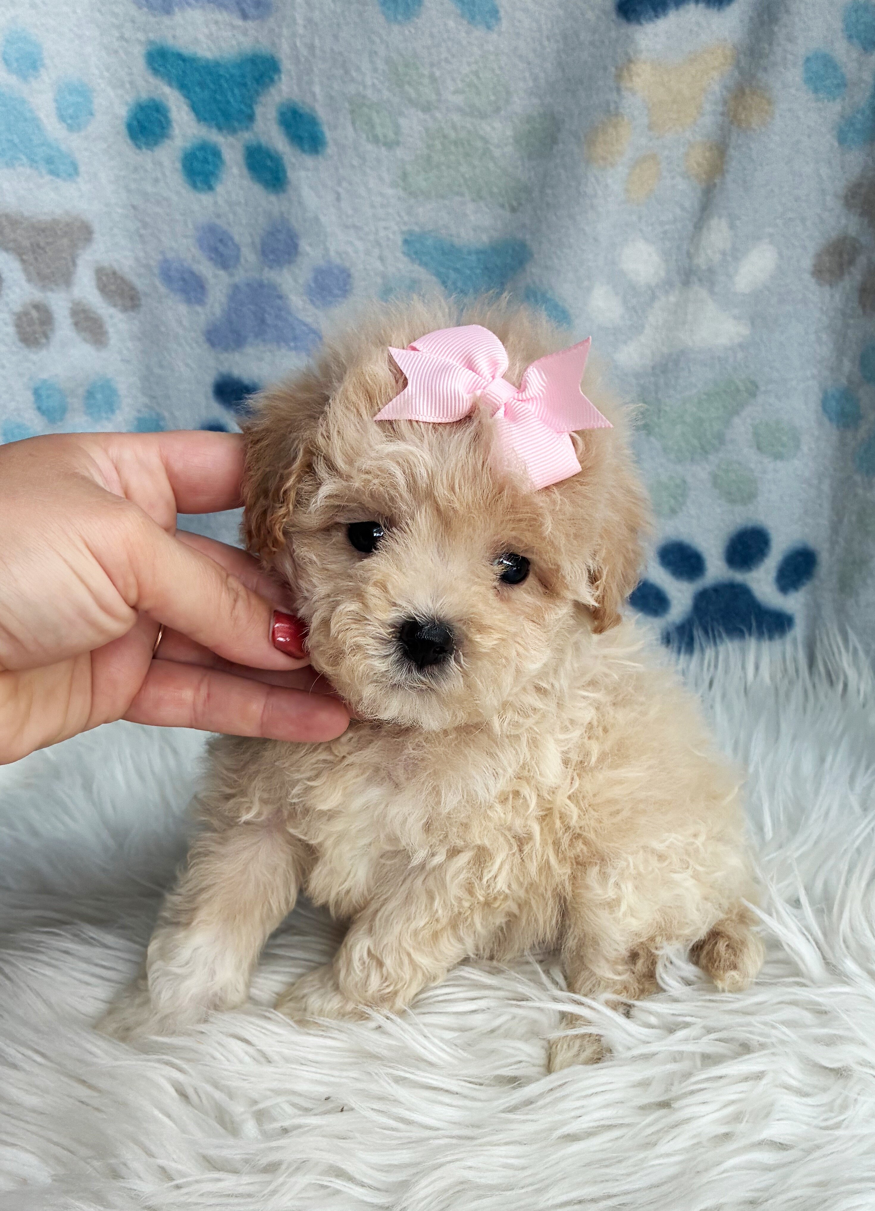 Malshipoo Daisy image 3
