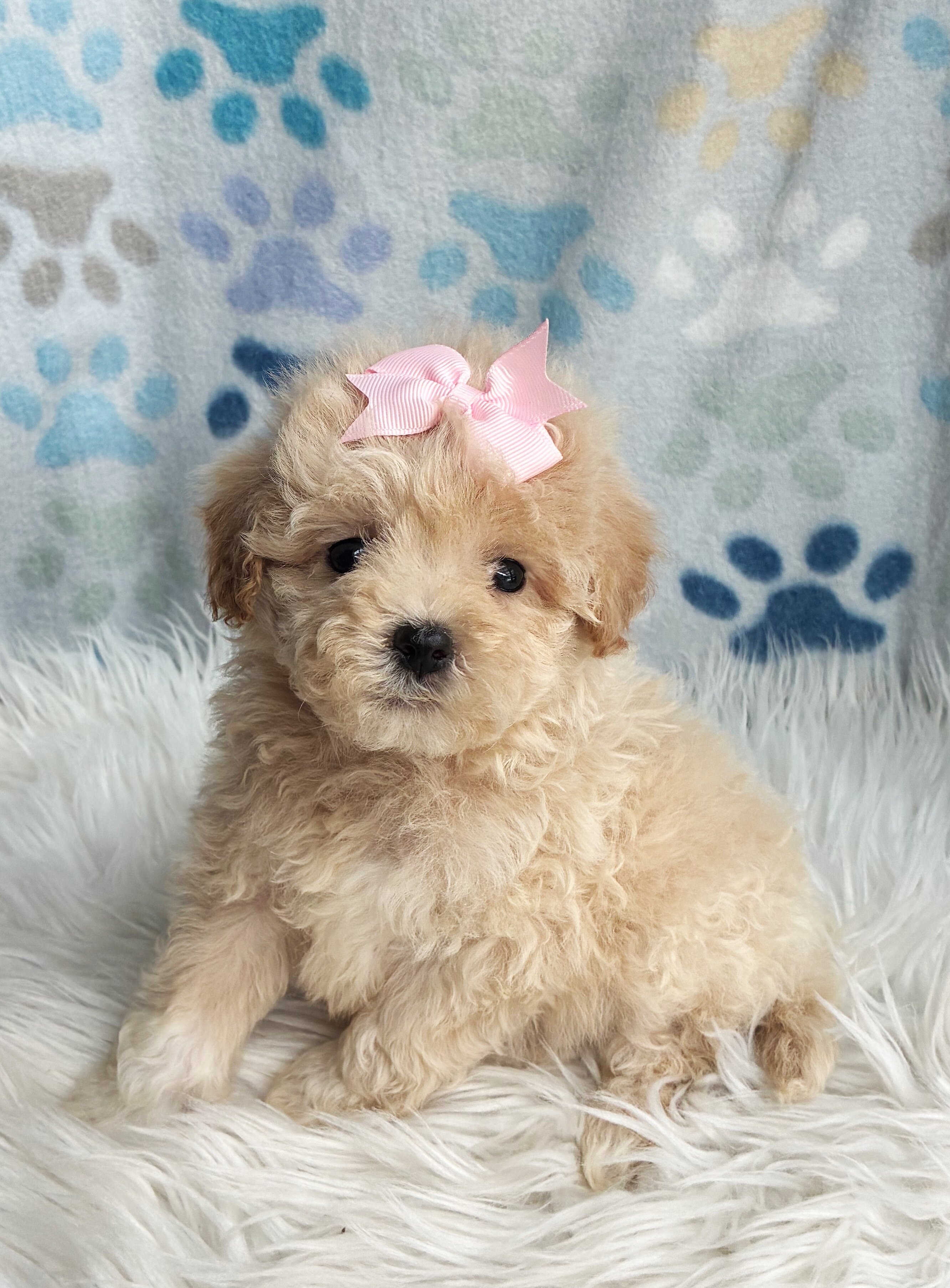 Malshipoo Daisy image 1