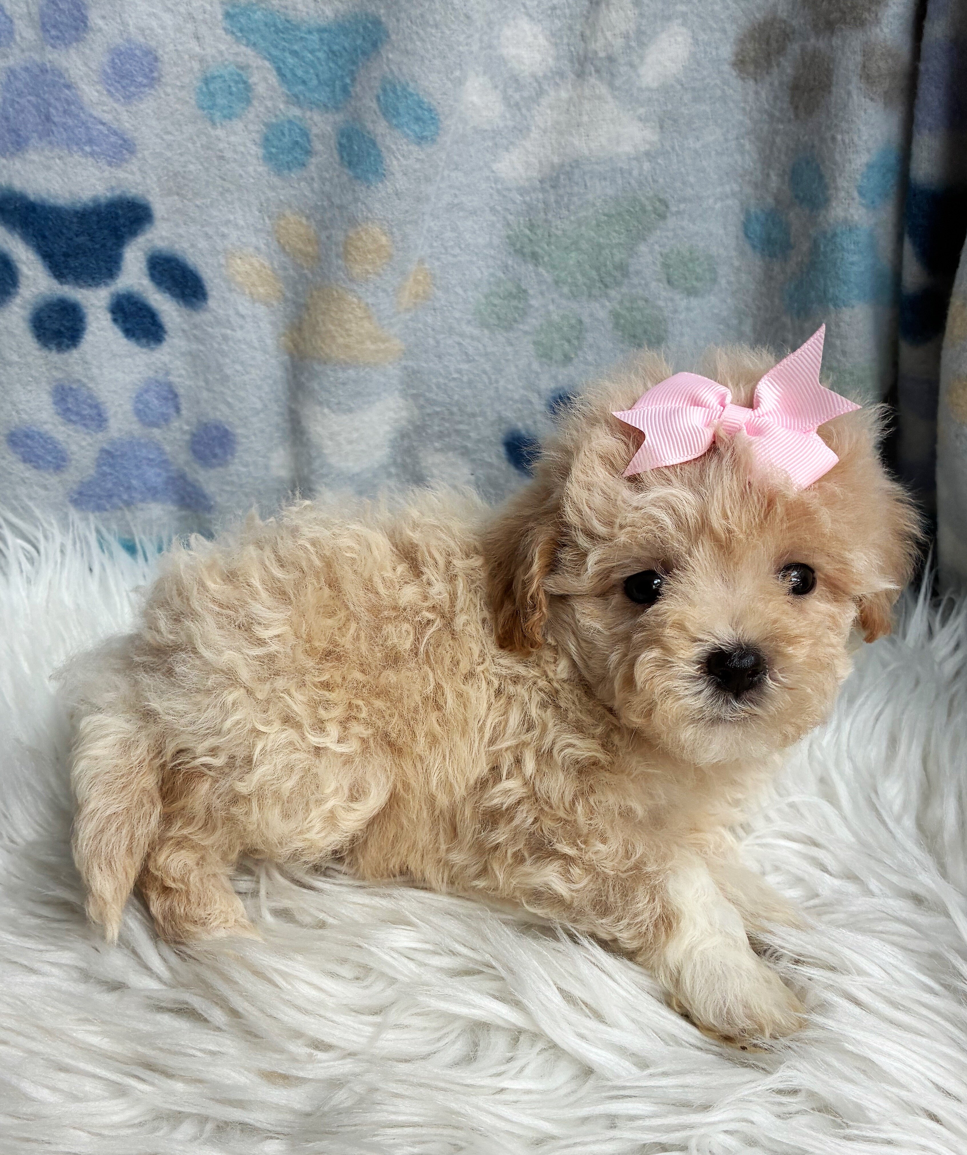 Malshipoo Daisy image 2