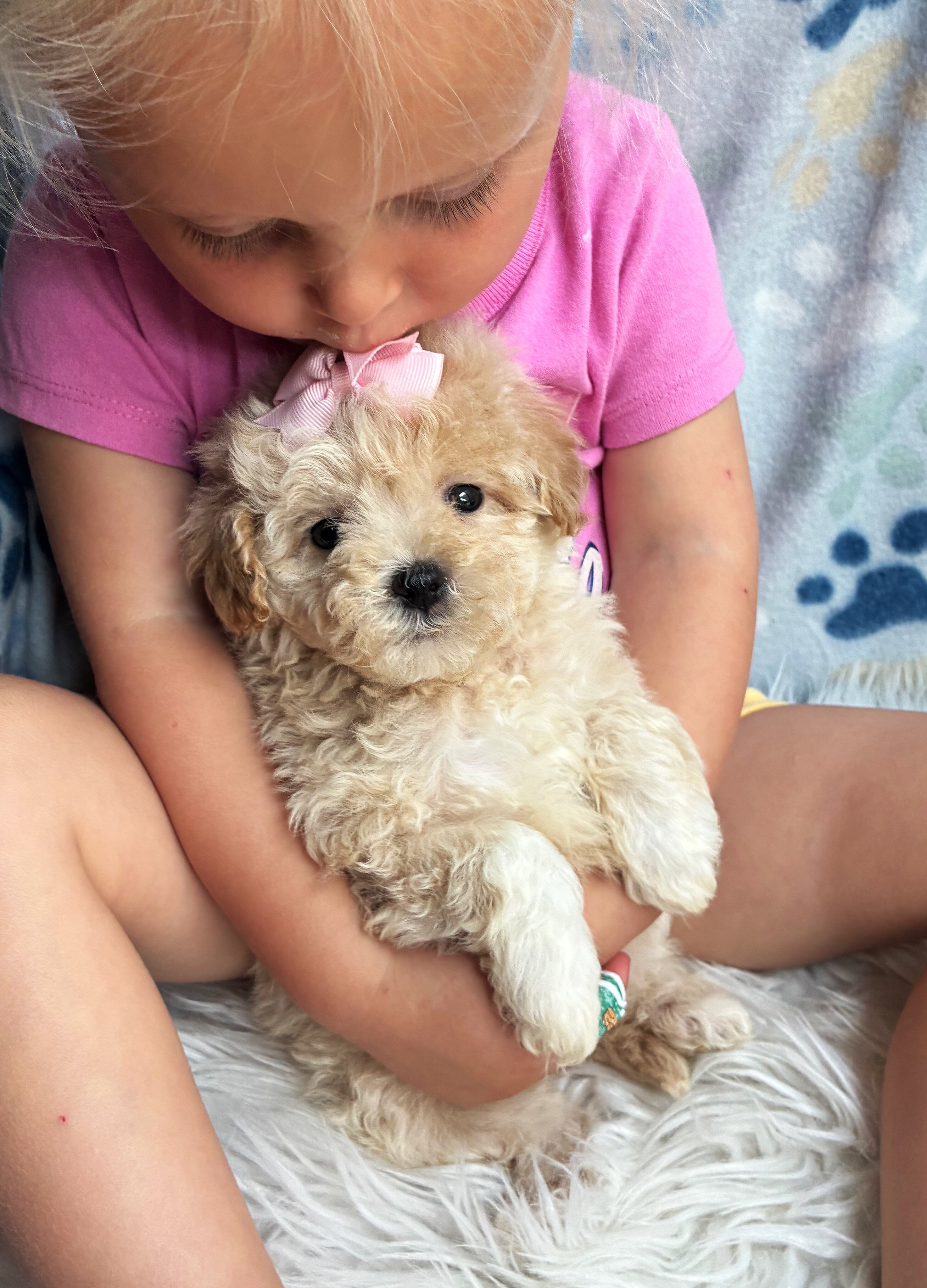 Malshipoo Daisy image 4