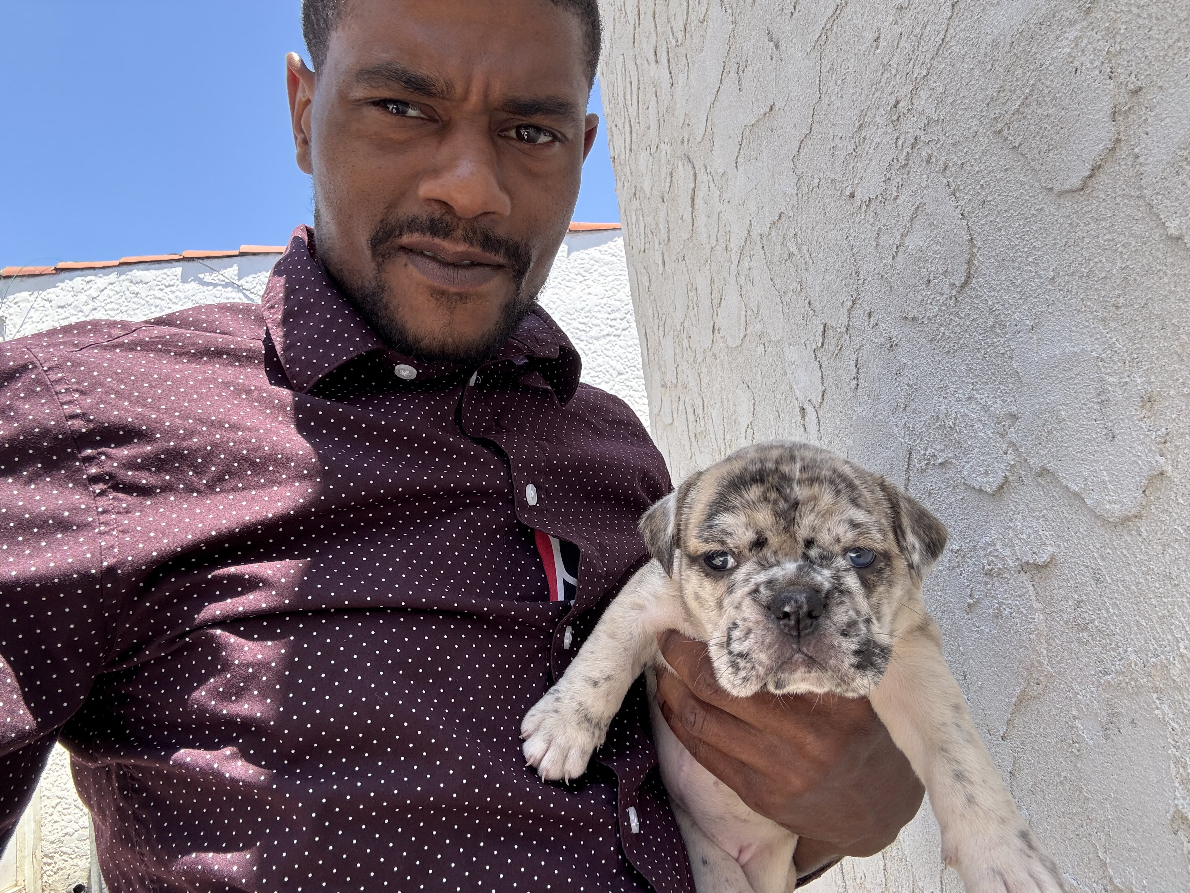 2 beautiful oldie English bulldog puppies image 4