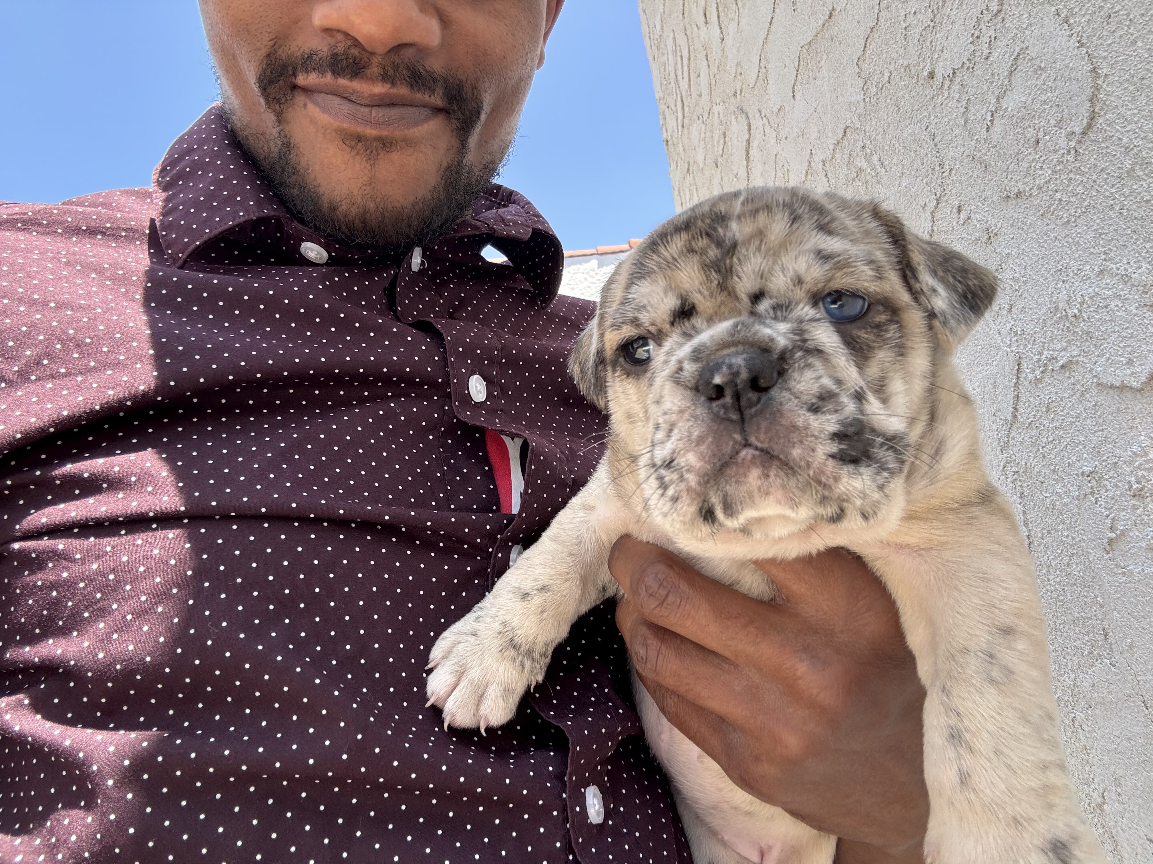 2 beautiful oldie English bulldog puppies image 3