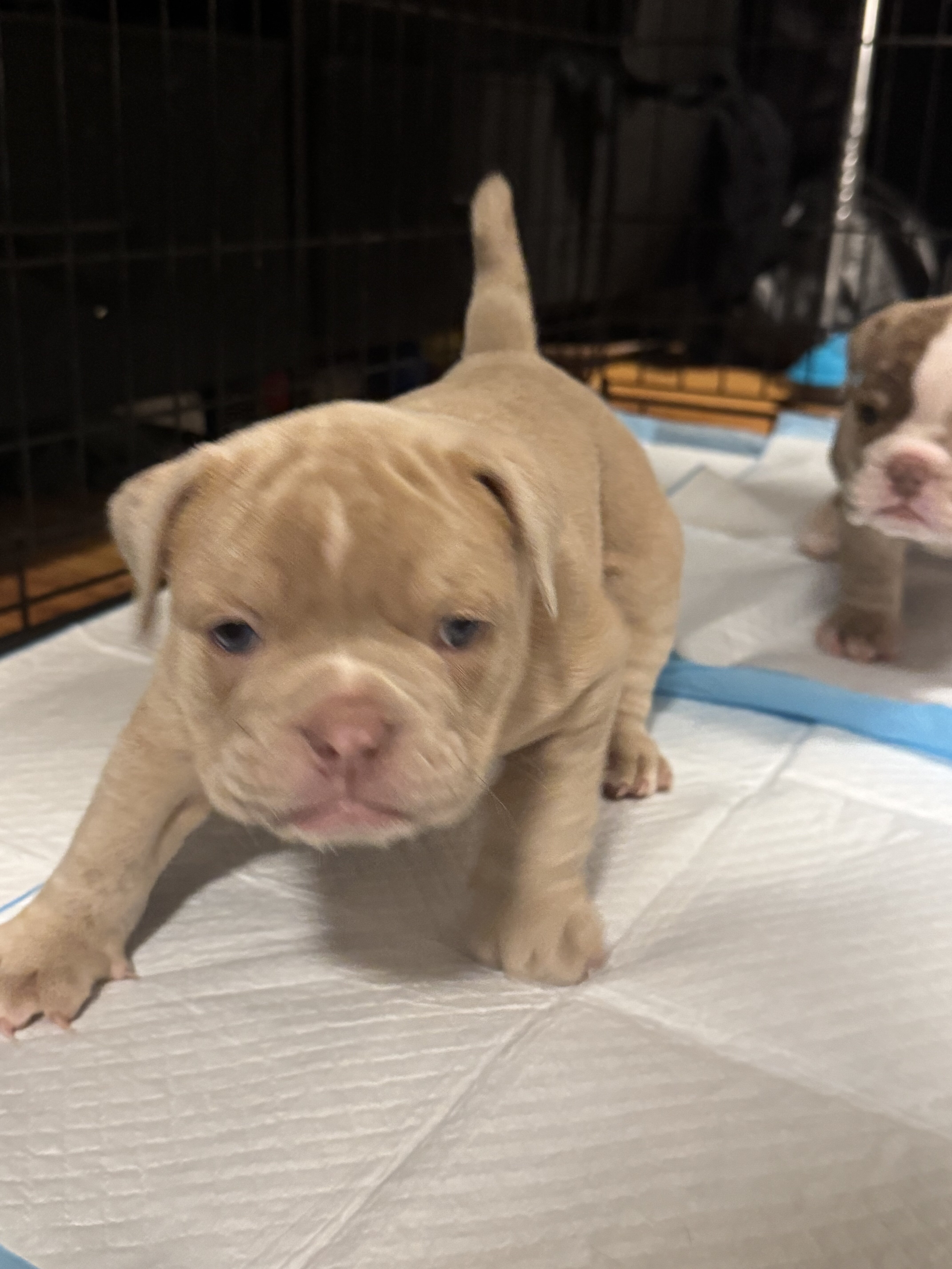 2 beautiful oldie English bulldog puppies image 1