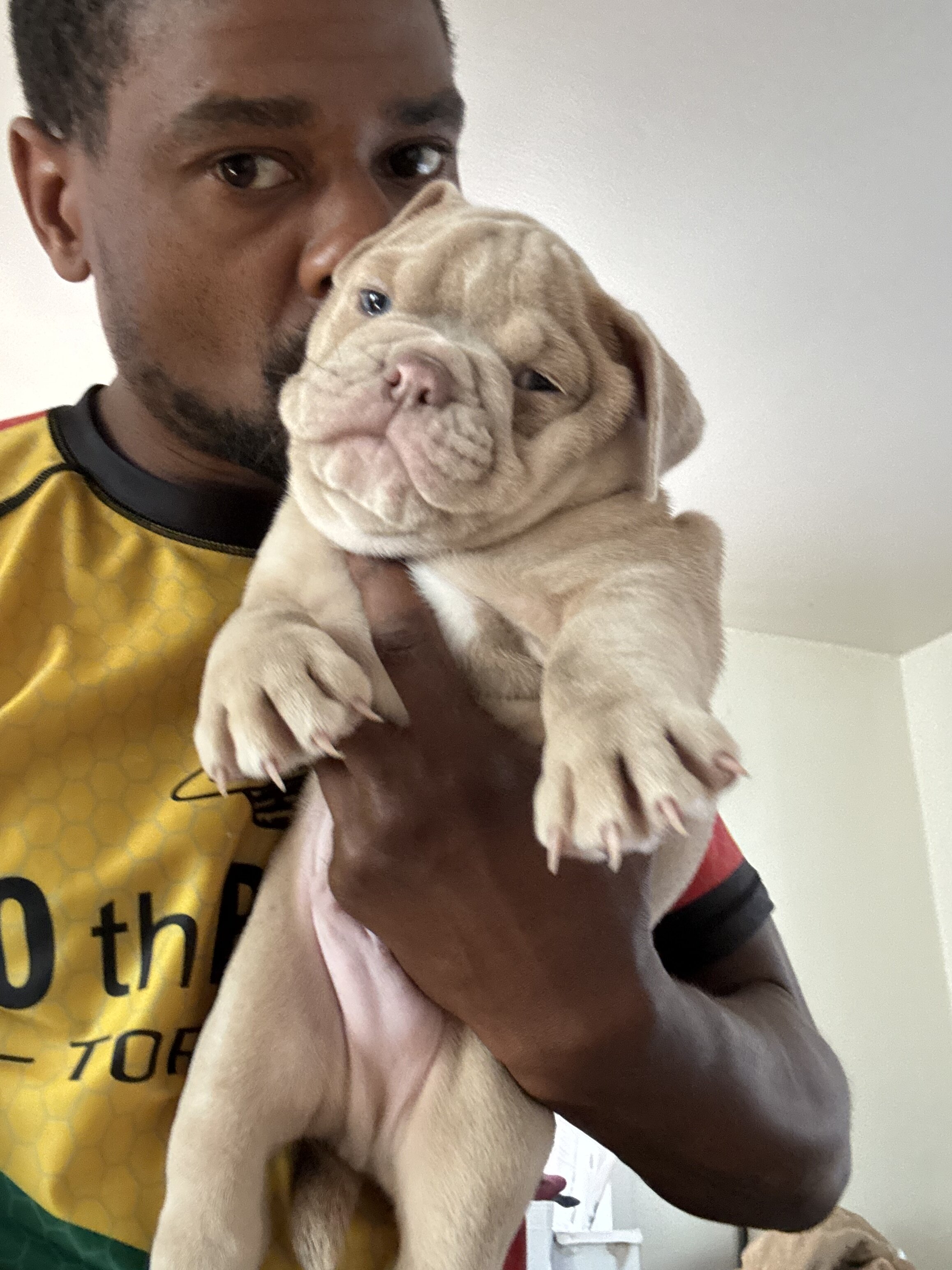 2 beautiful oldie English bulldog puppies image 2