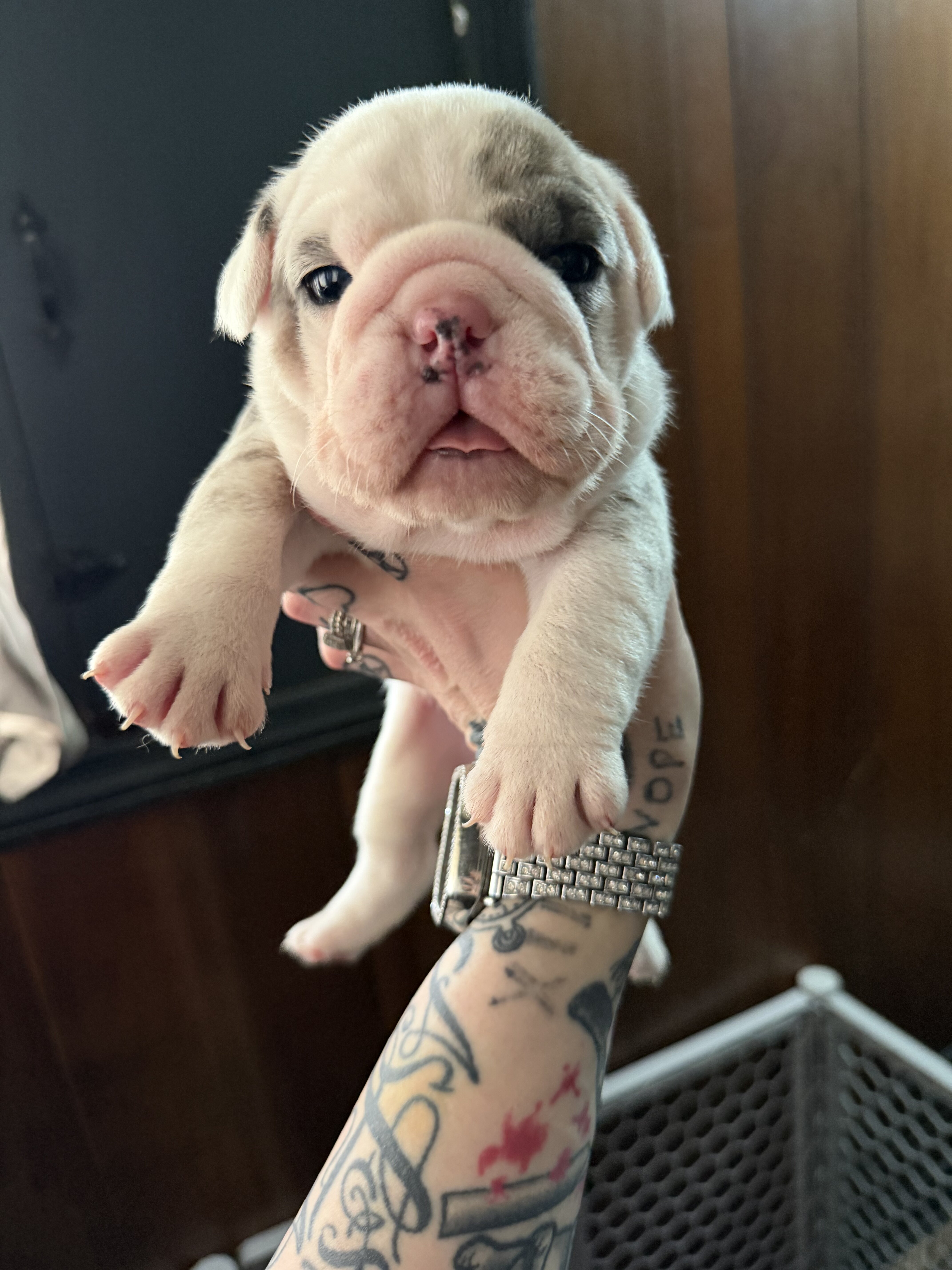 English bulldog puppies image 1