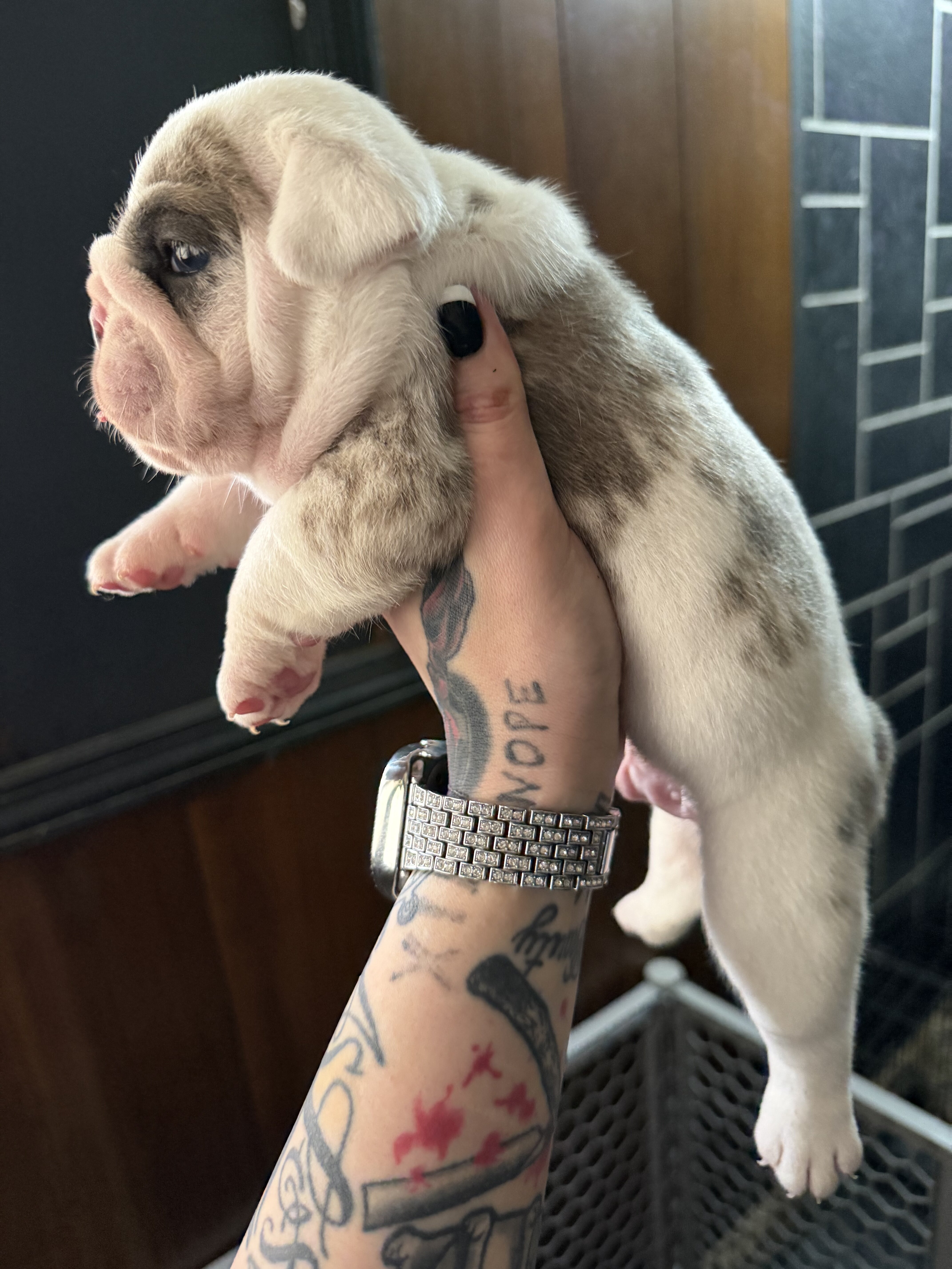 English bulldog puppies image 2
