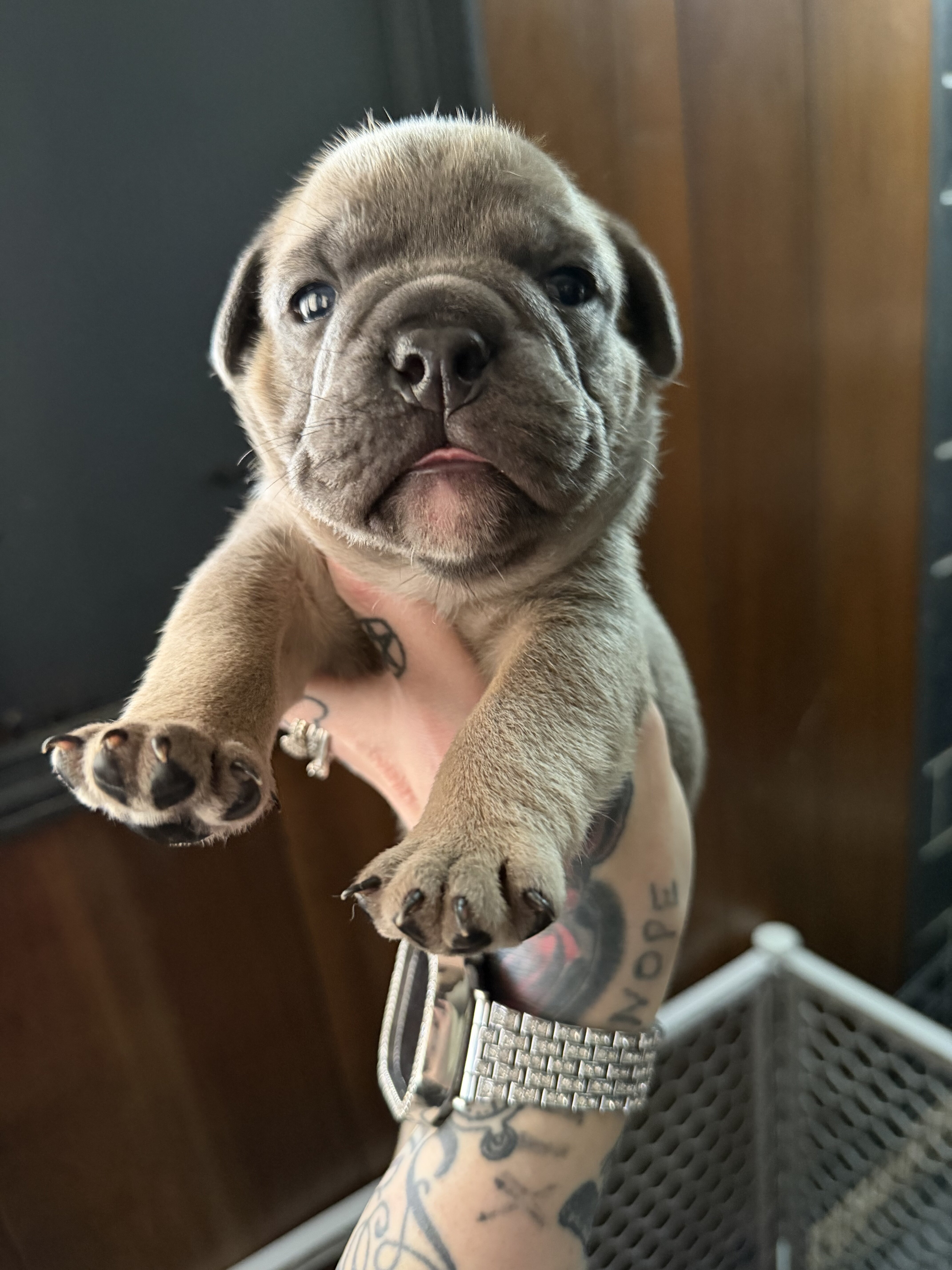 English bulldog puppies image 3