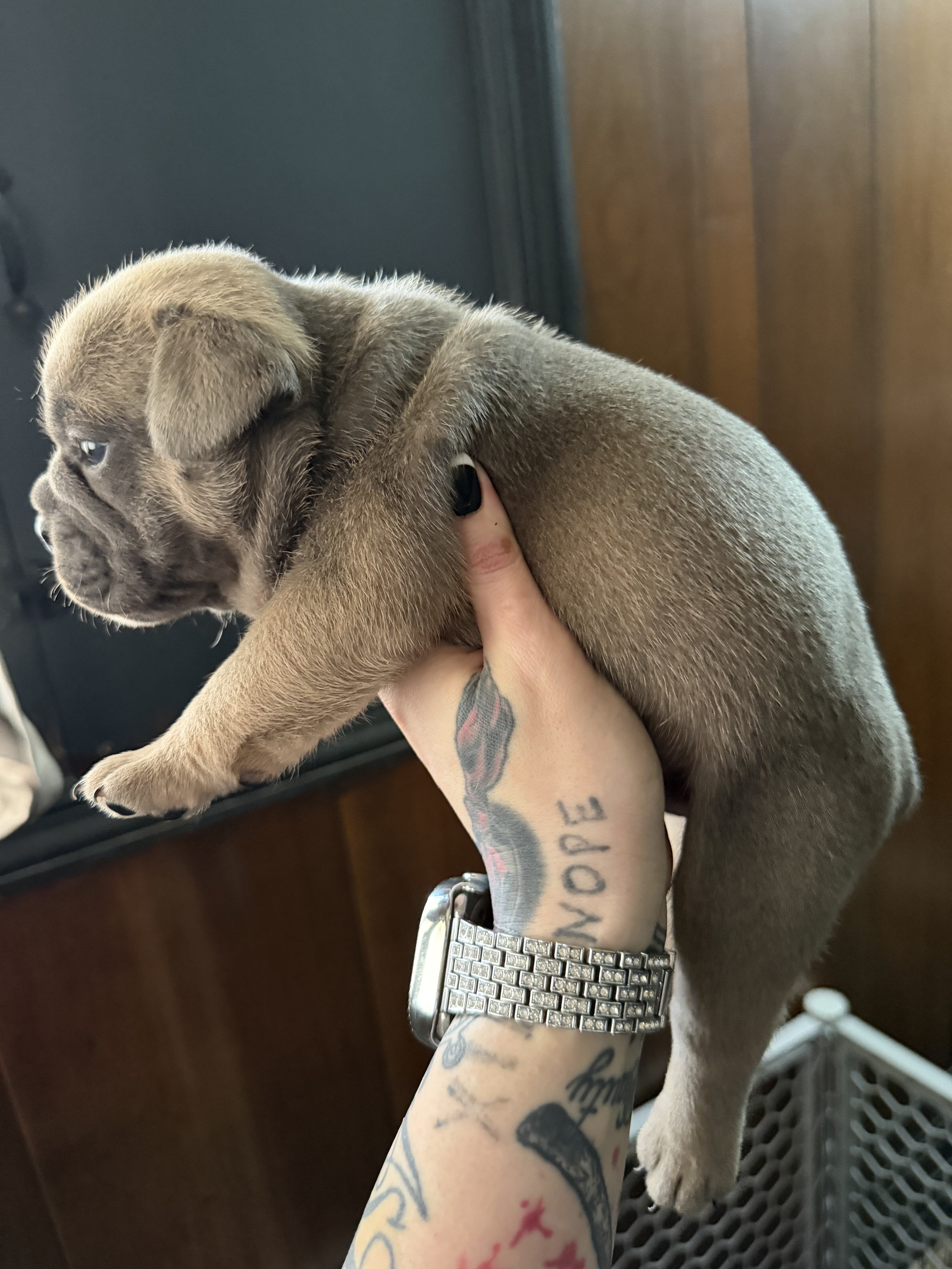 English bulldog puppies image 4