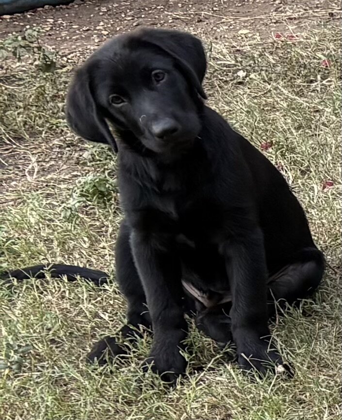 Labradors Retriever Pups image 3