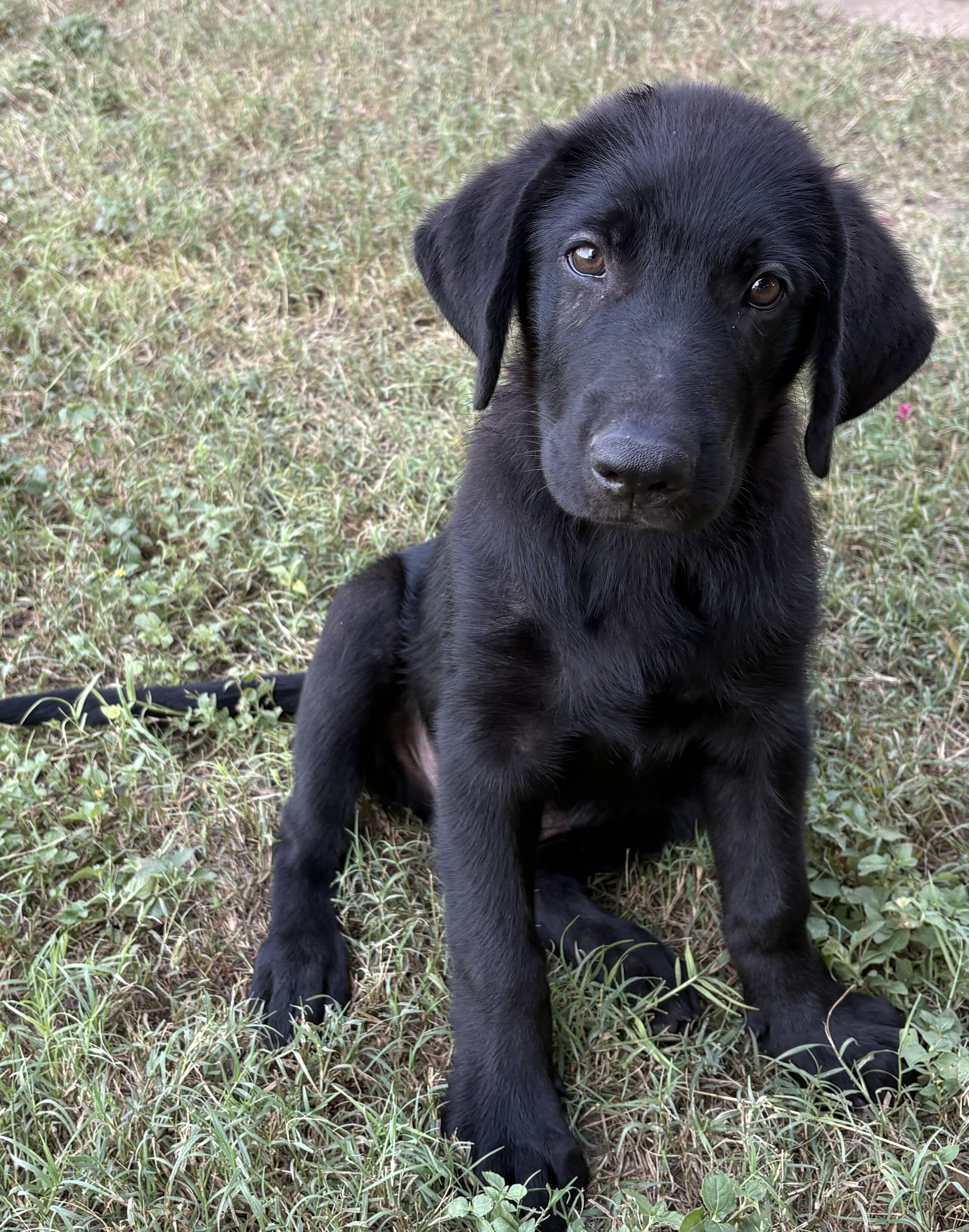 Labradors Retriever Pups image 2