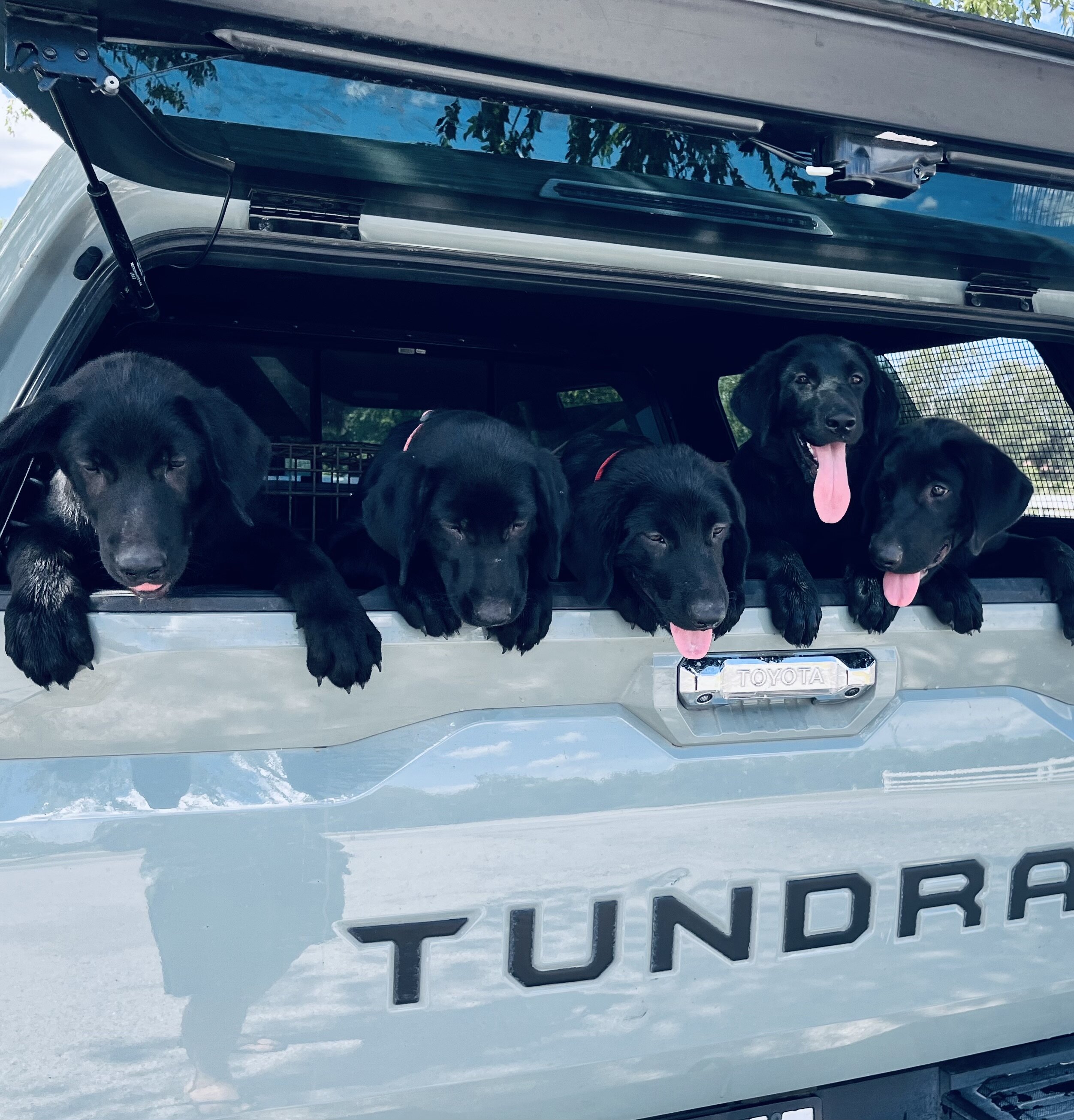 Labradors Retriever Pups image 1