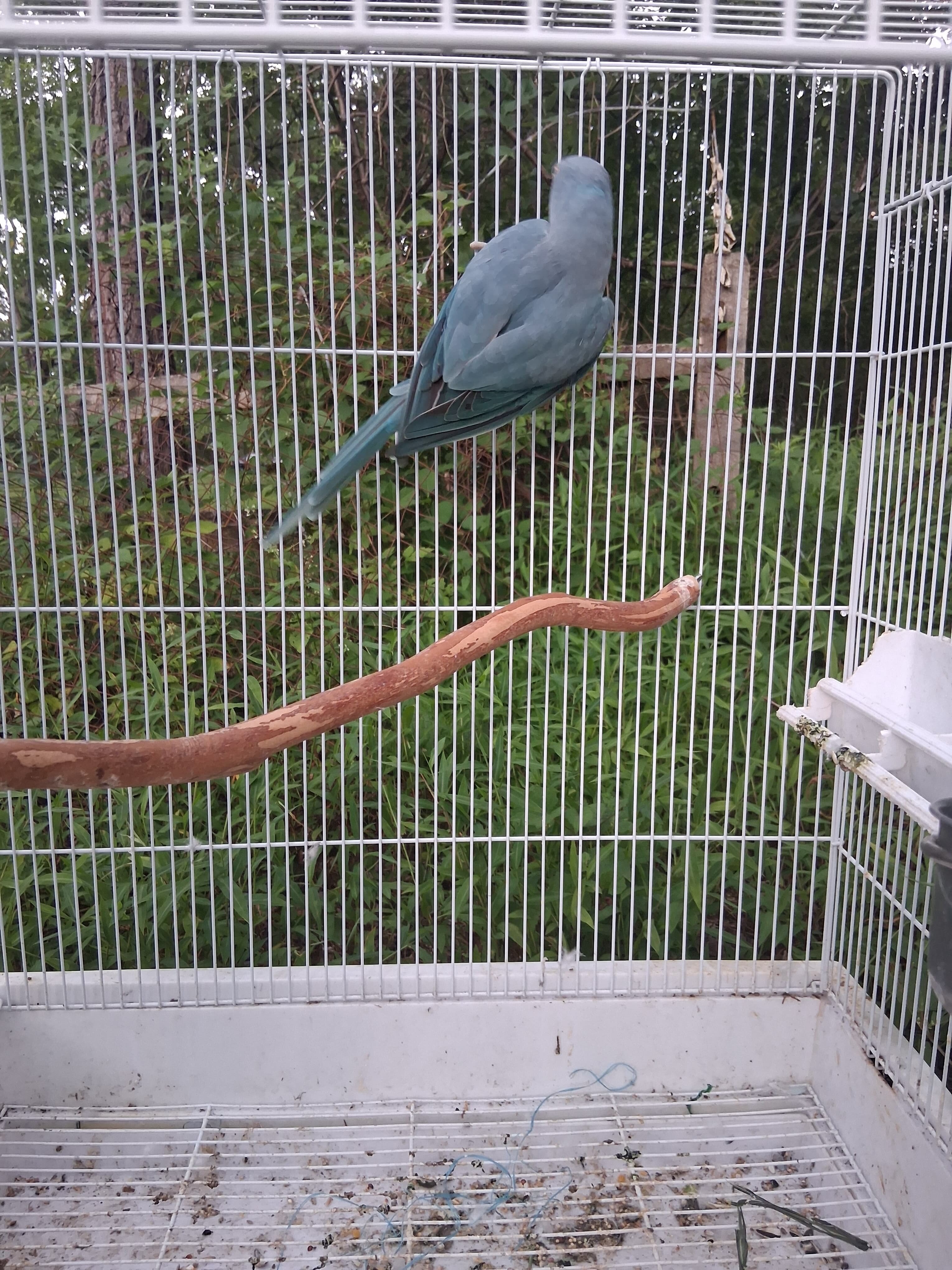 Indian ringneck image 1