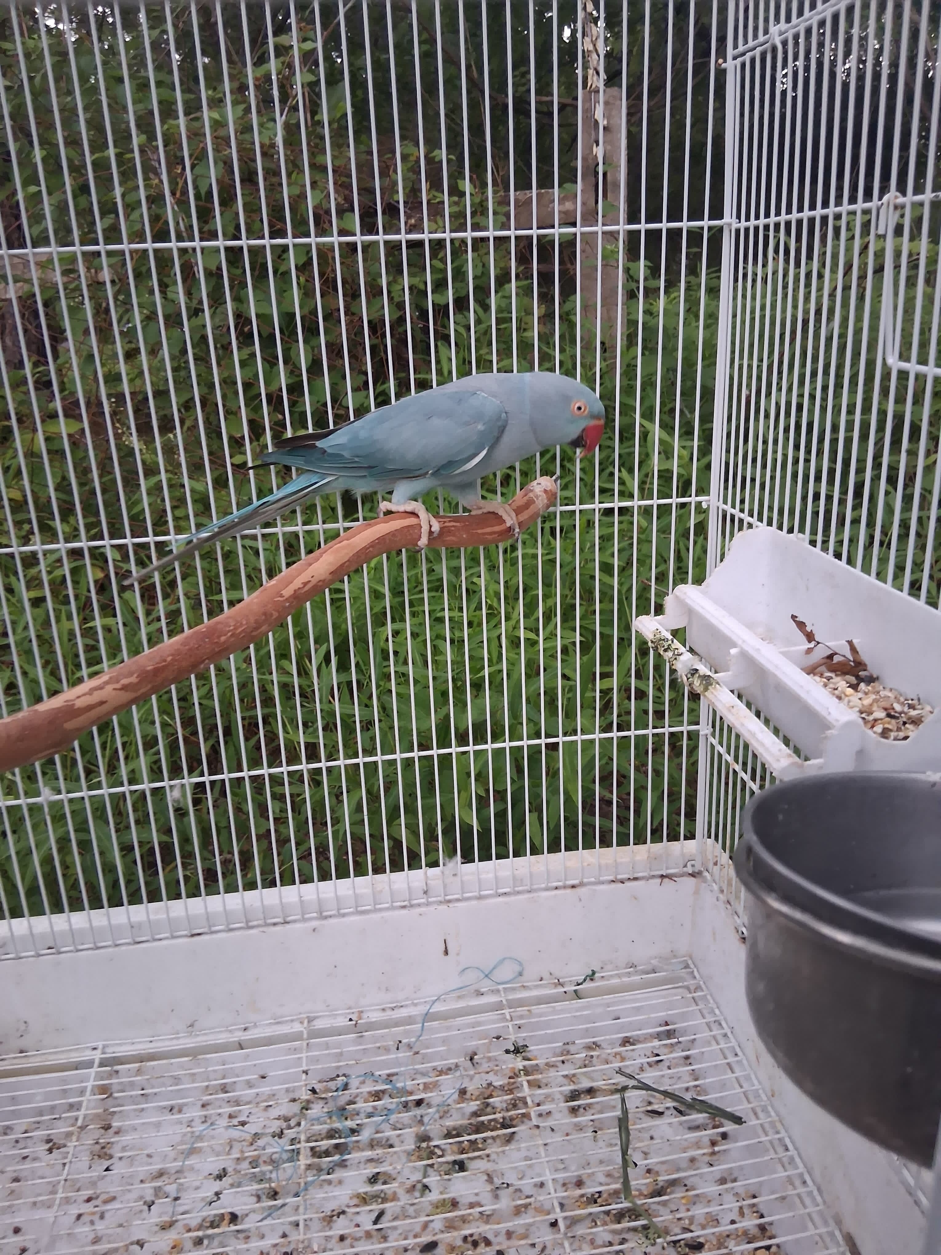 Indian ringneck image 2