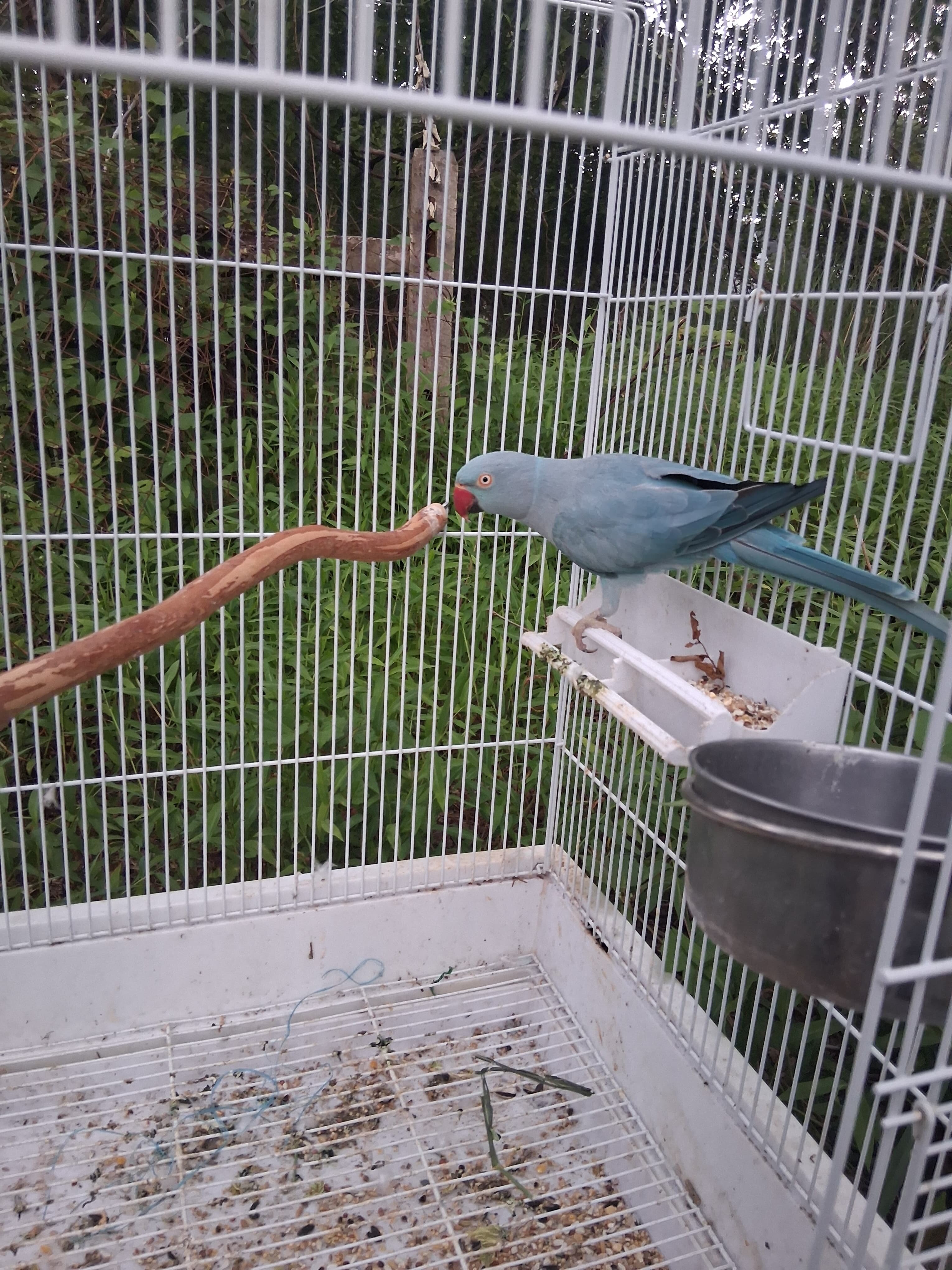 Indian ringneck image 4