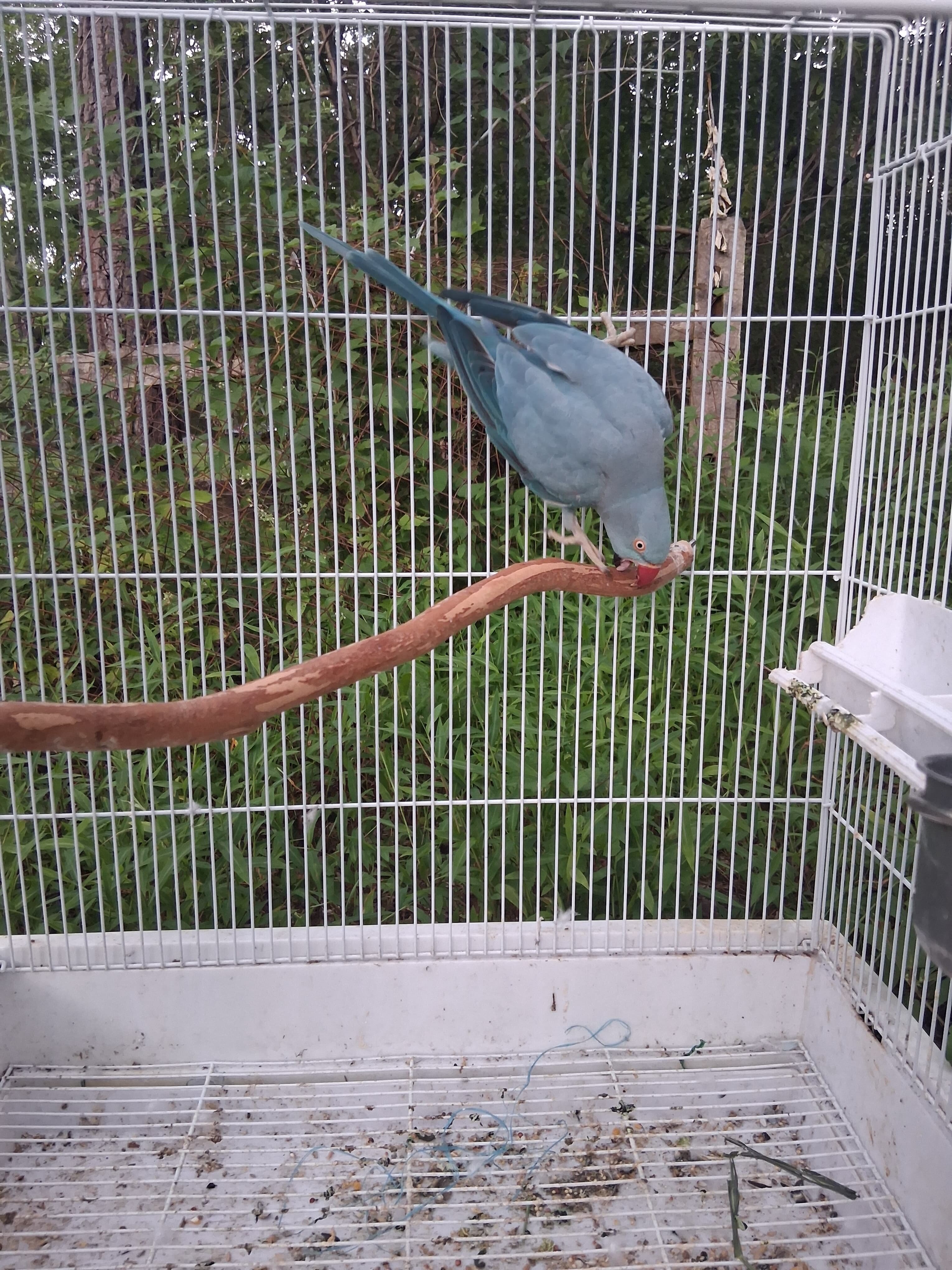 Indian ringneck image 3