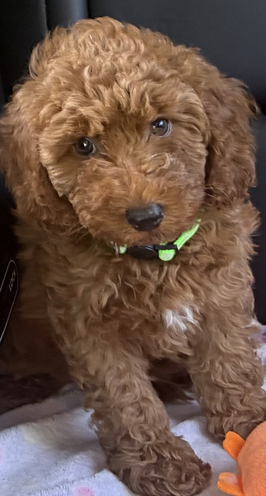 F1b Petite Mini Goldendoodle image 2