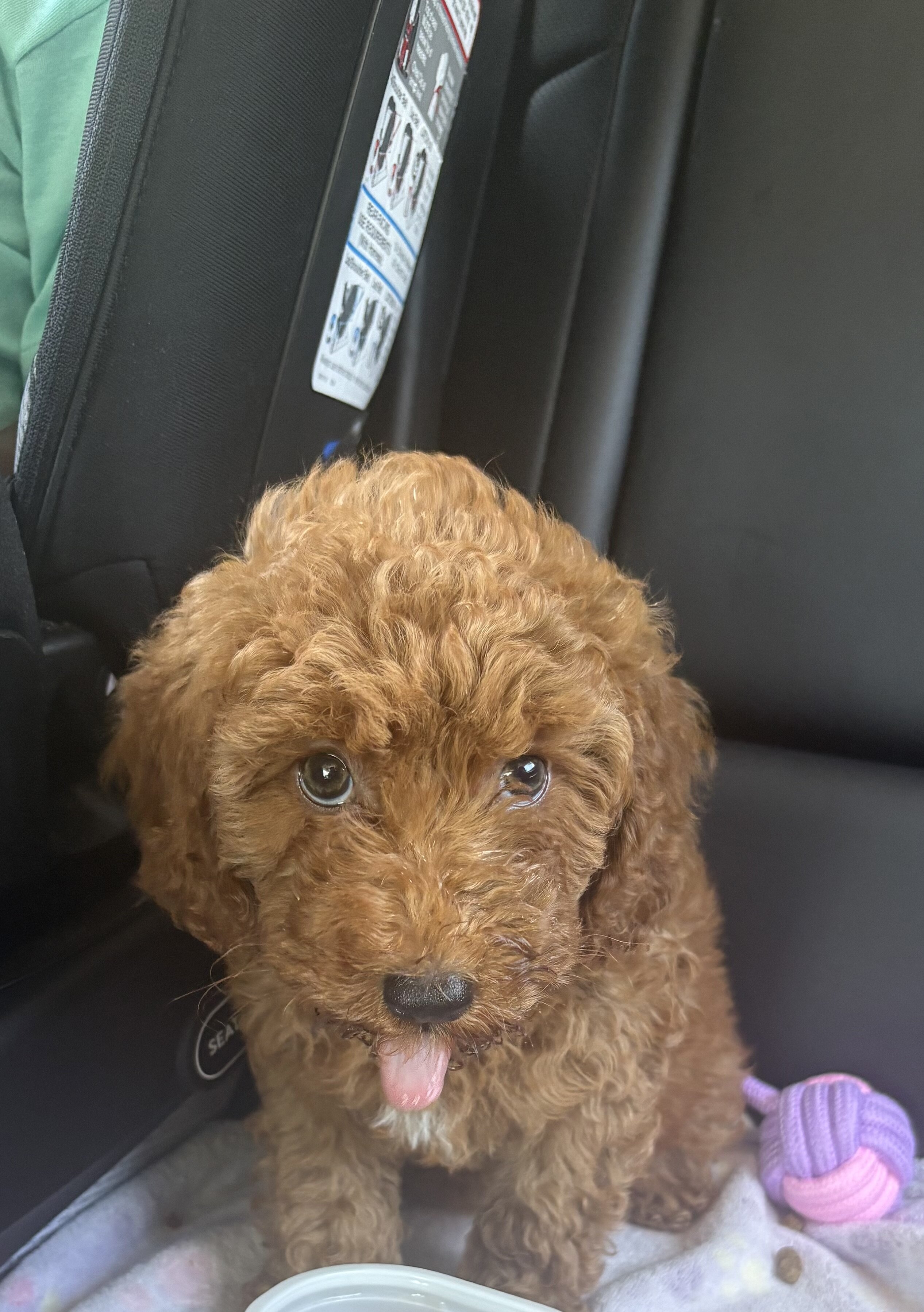 F1b Petite Mini Goldendoodle image 1