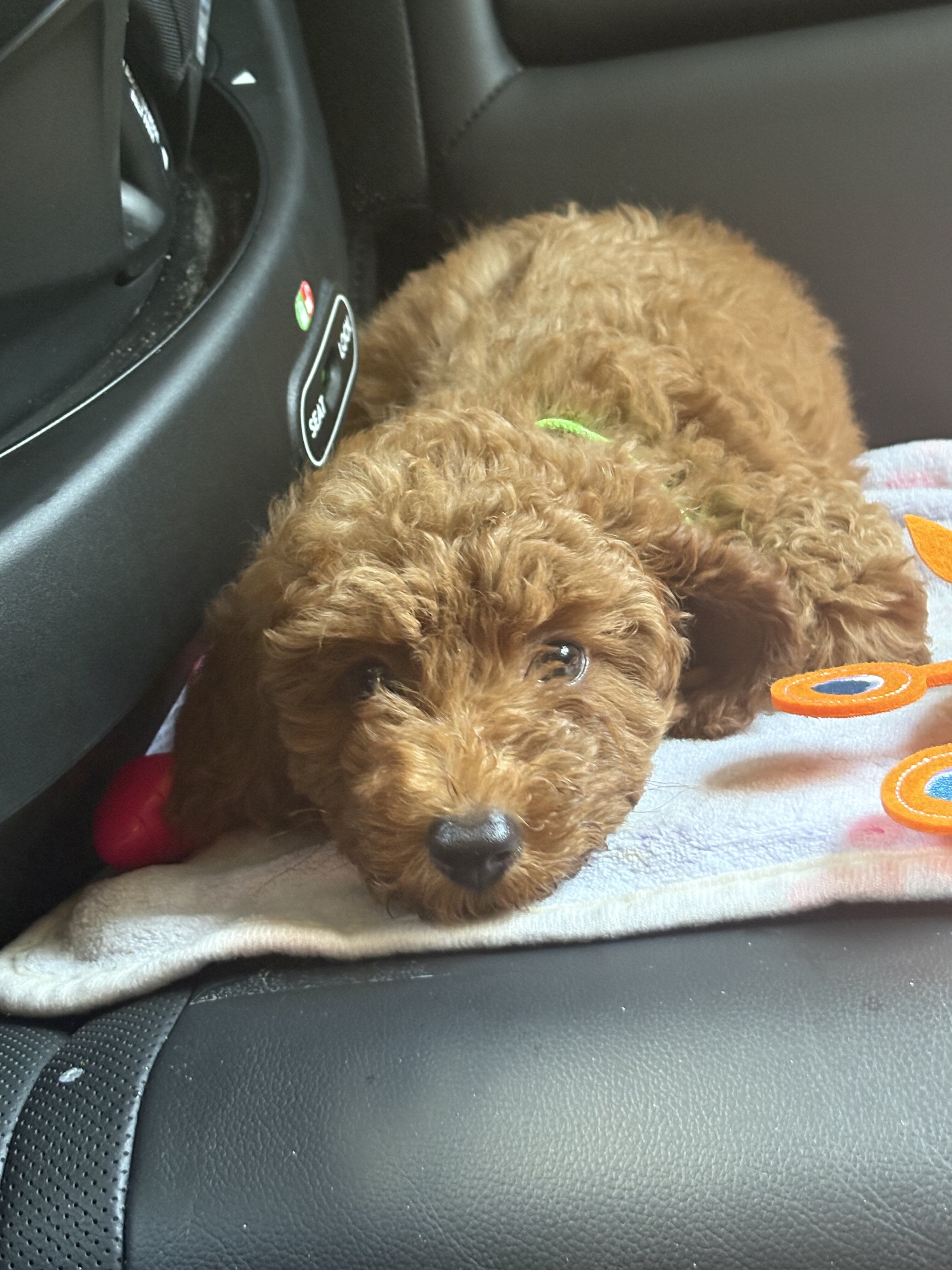 F1b Petite Mini Goldendoodle image 3