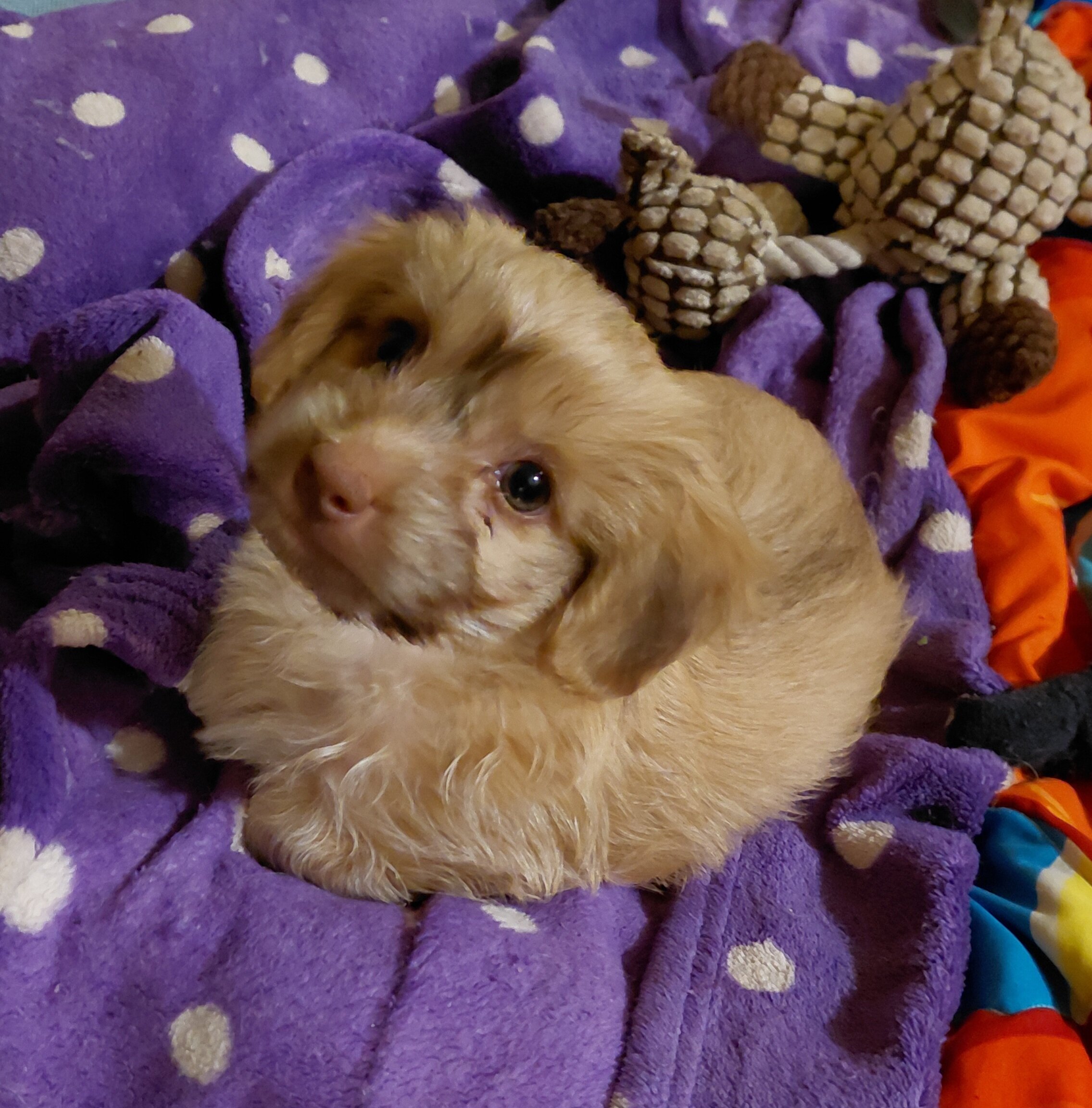 Yorkie boy image 1