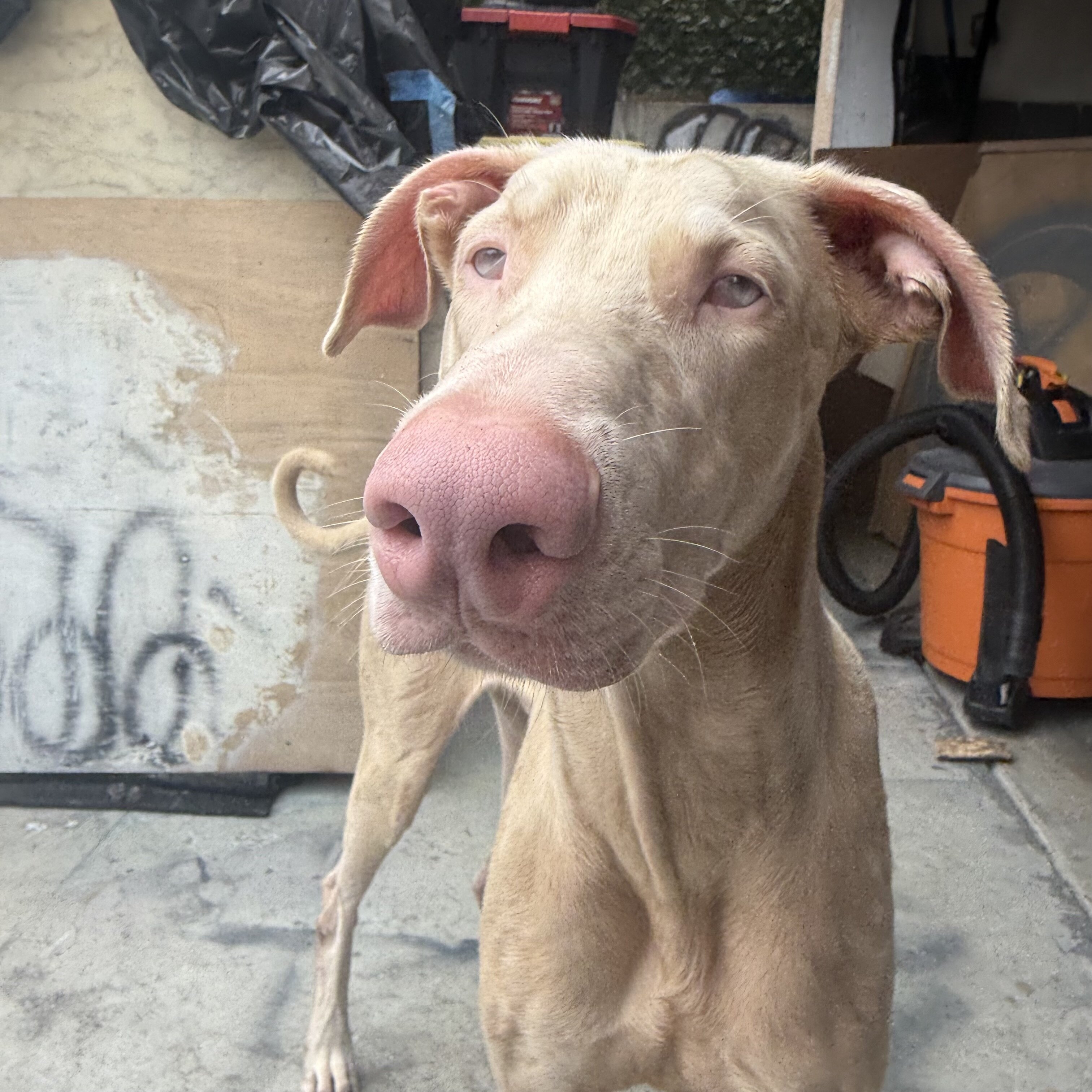 Albino Doberman 1 year old image 2