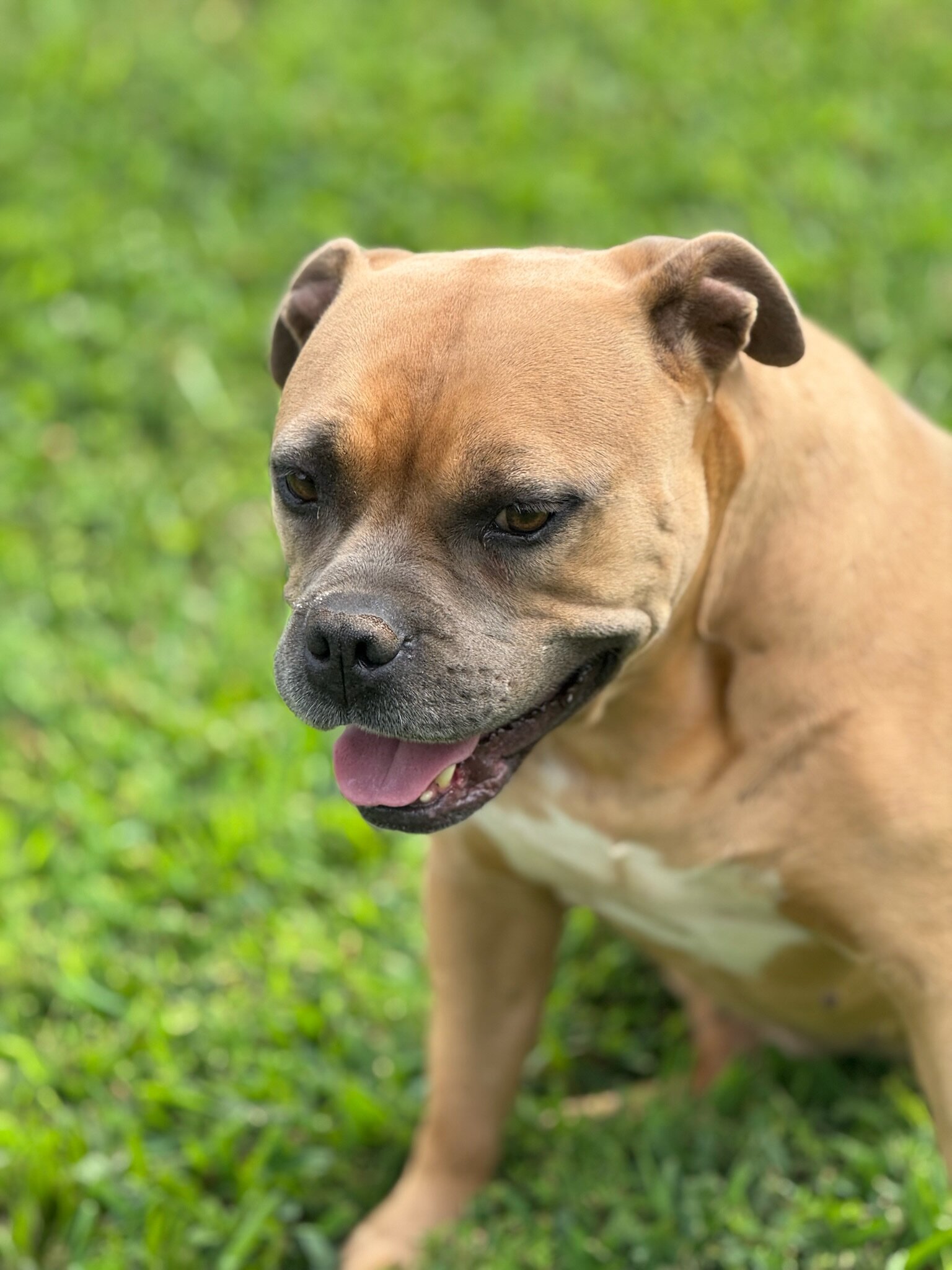 American Bully image 3