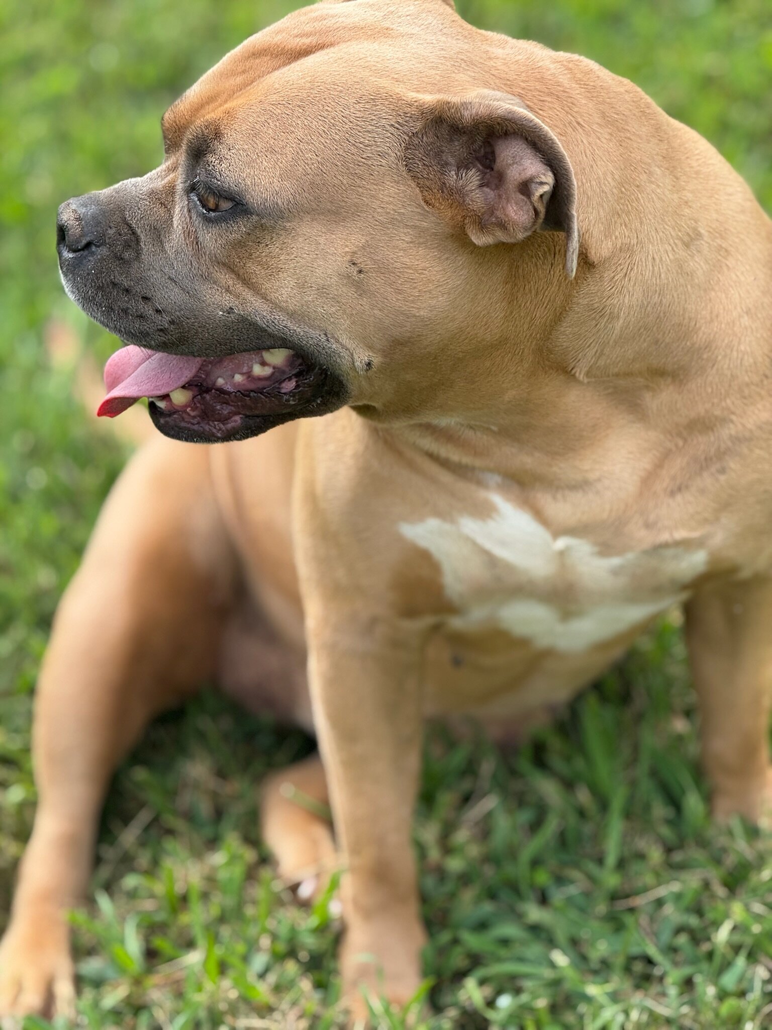 American Bully image 4