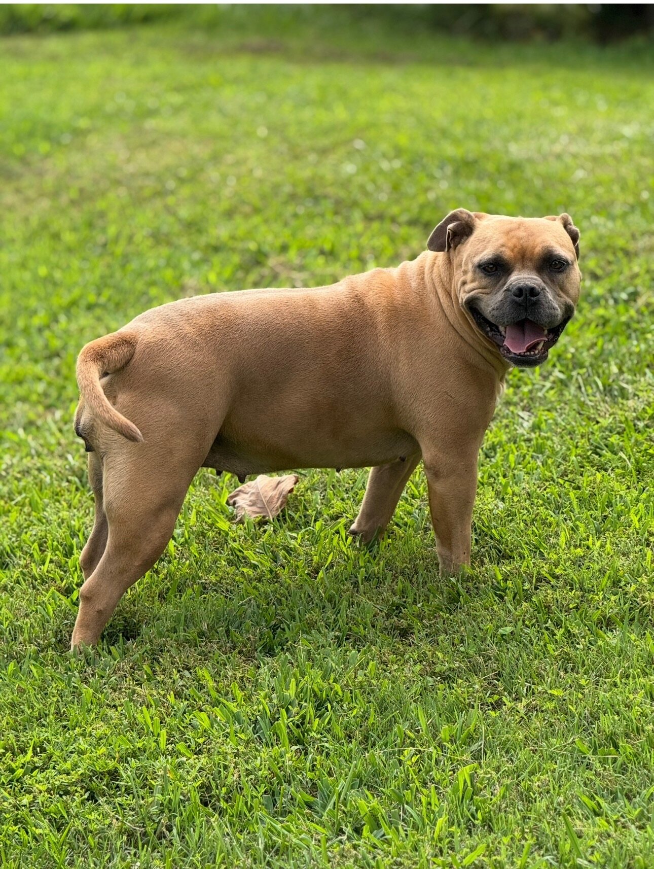 American Bully image 2