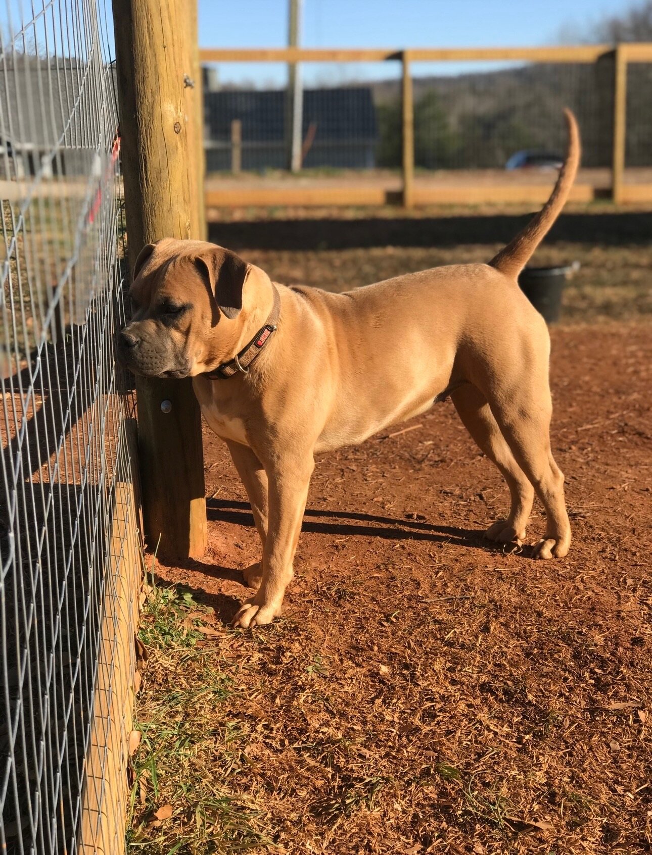 American Bully image 1