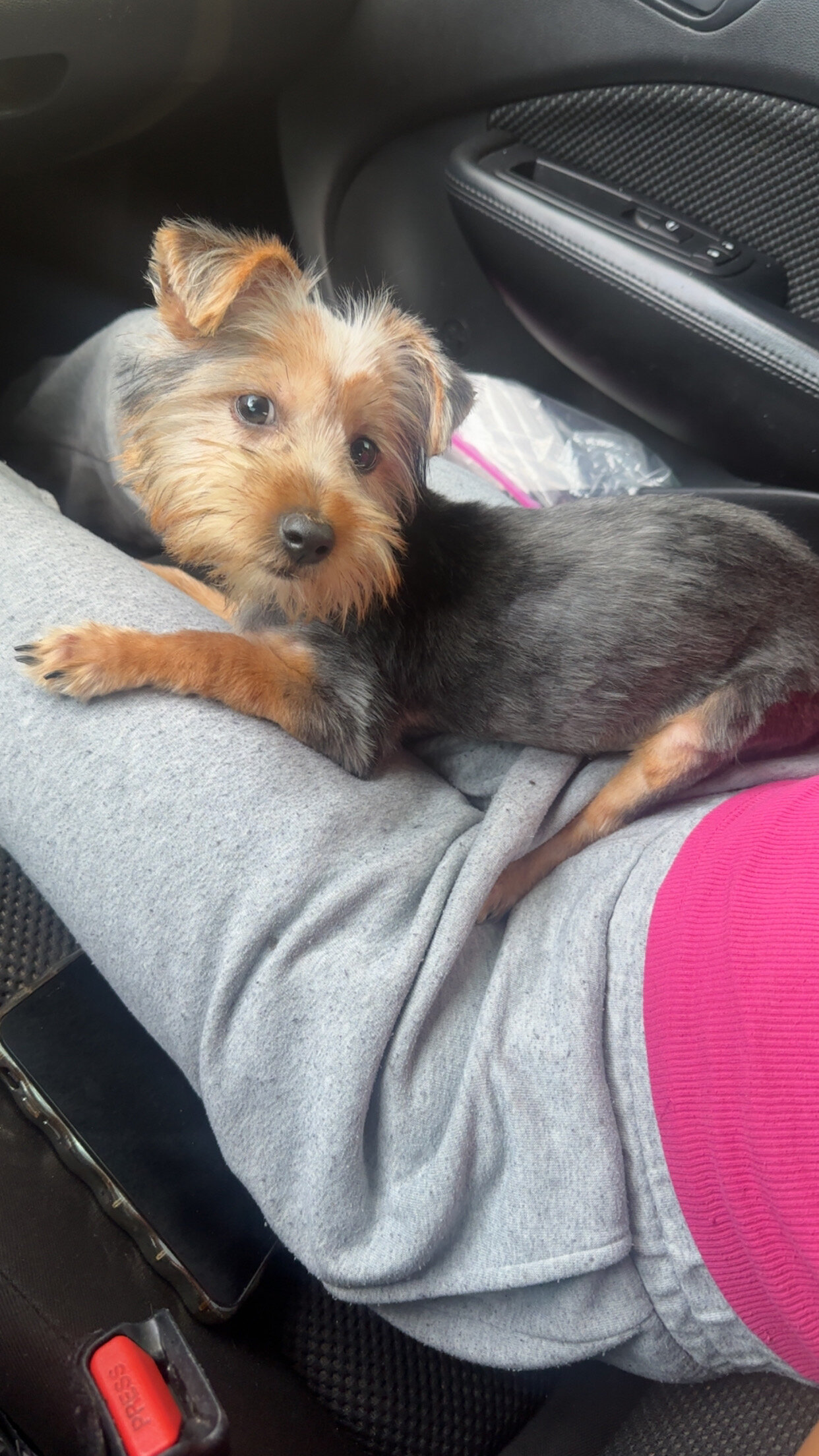 Yorkie image 2