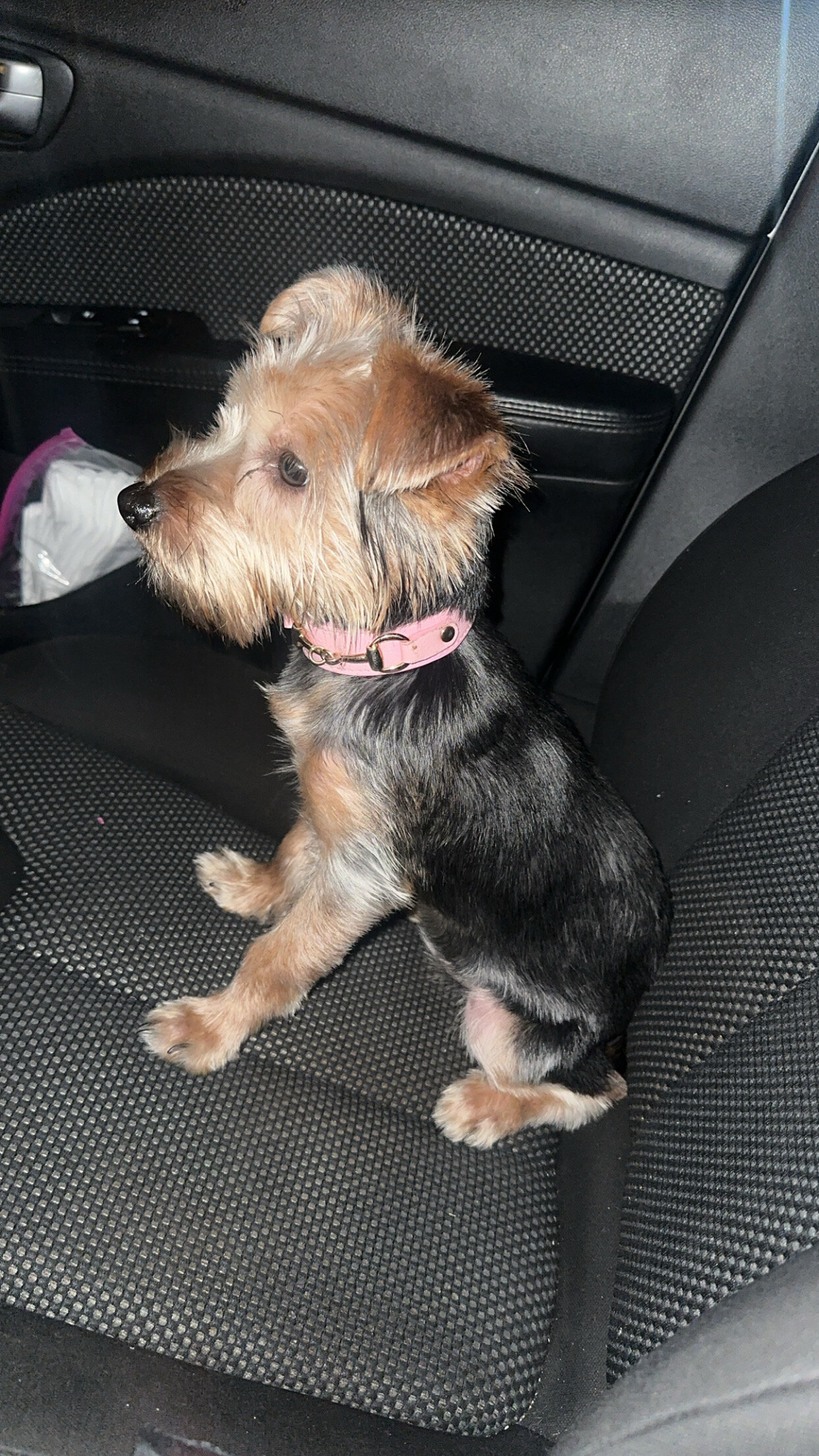 Yorkie image 1