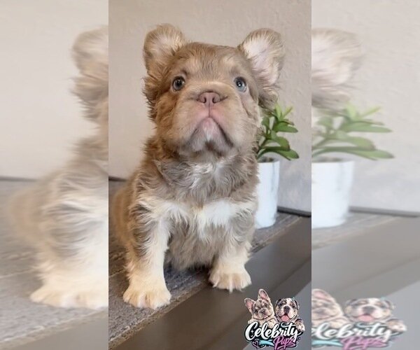 FENDI ISABELLA TAN FLUFFY IN LA CA DELIVERY USA image 3