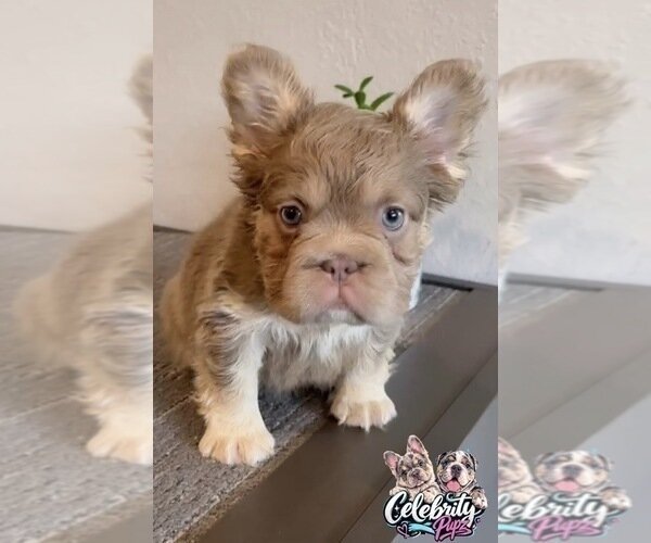 FENDI ISABELLA TAN FLUFFY IN LA CA DELIVERY USA image 2