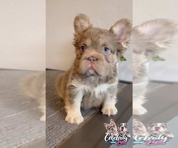 FENDI ISABELLA TAN FLUFFY IN LA CA DELIVERY USA image 1