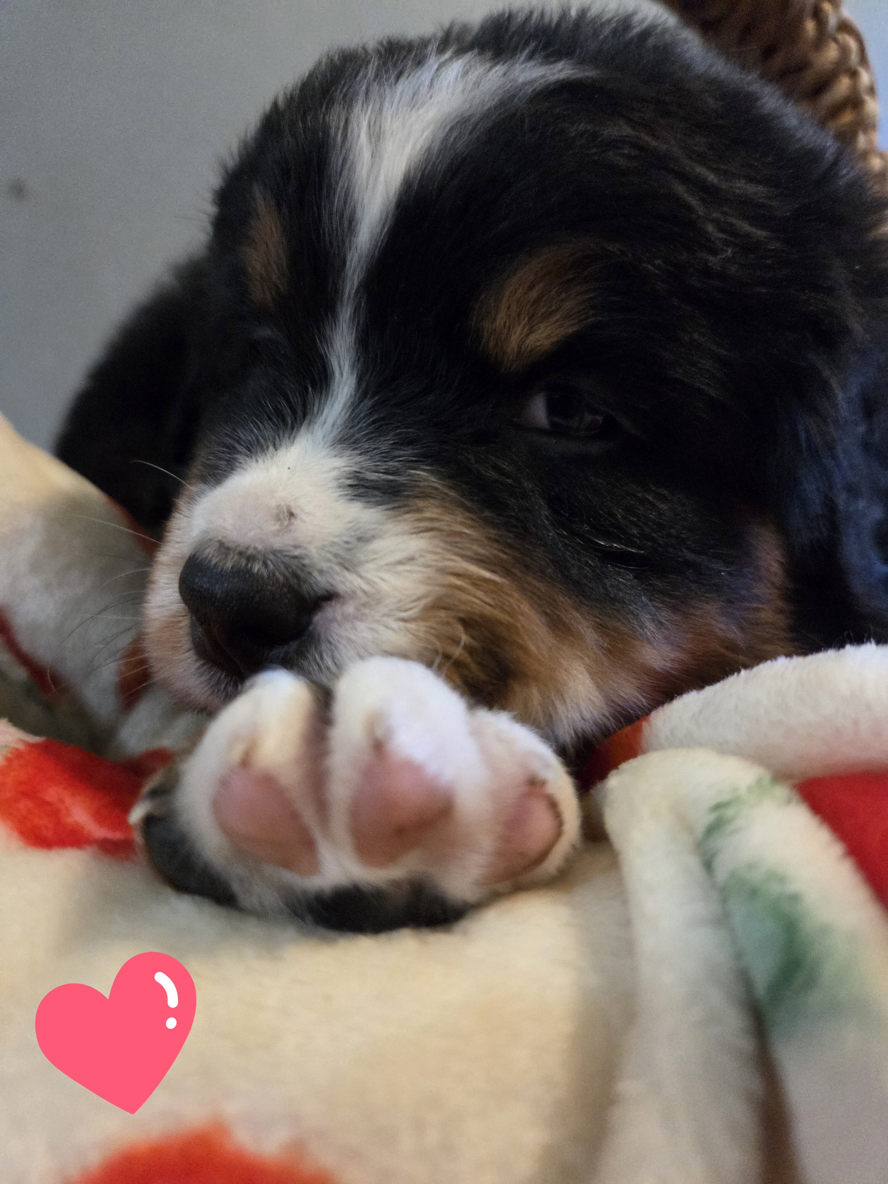 AMELIA'S AKC BERNESE MOUNTAIN DOGS image 1