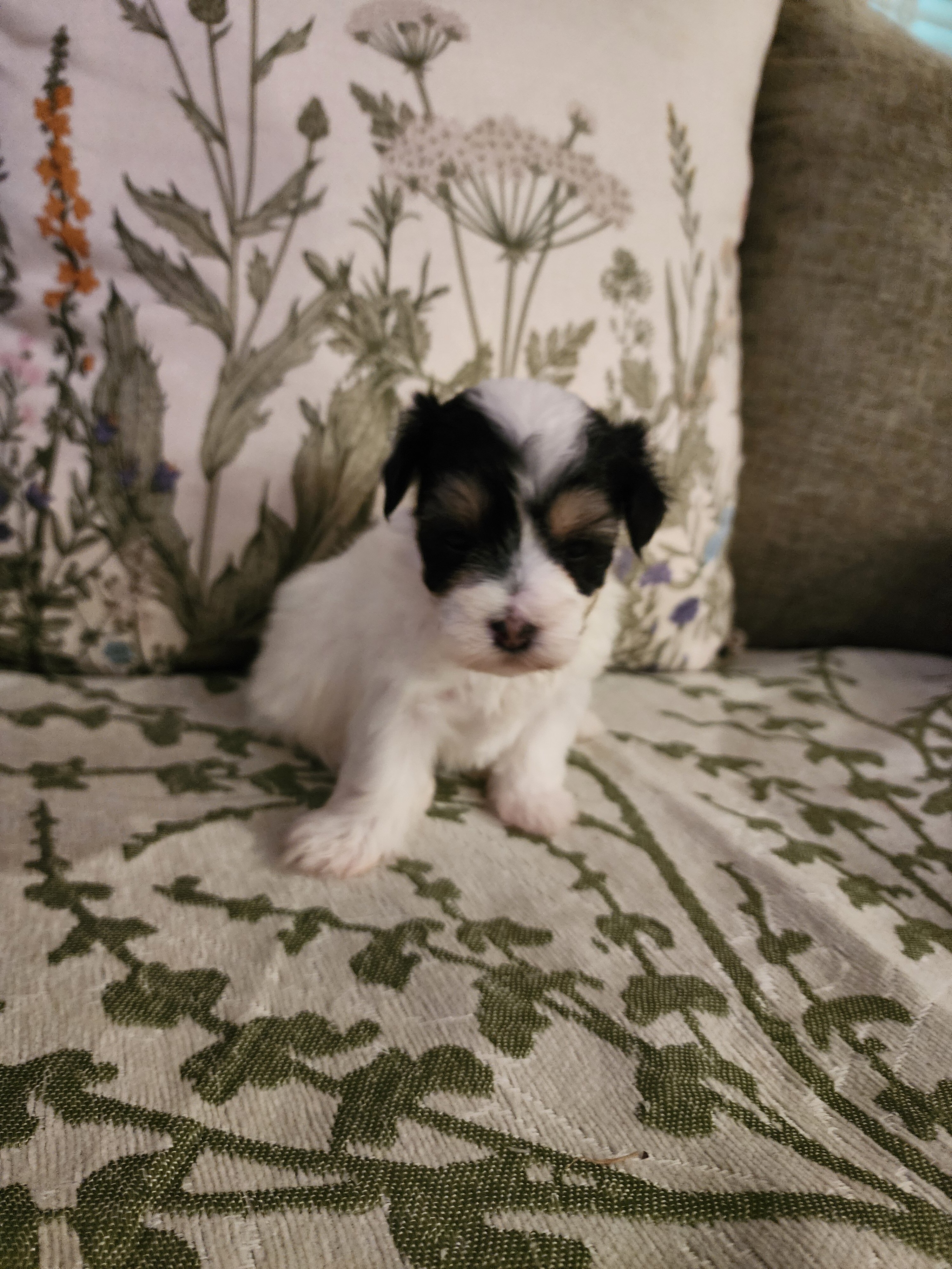 Maltipoo puppy image 1