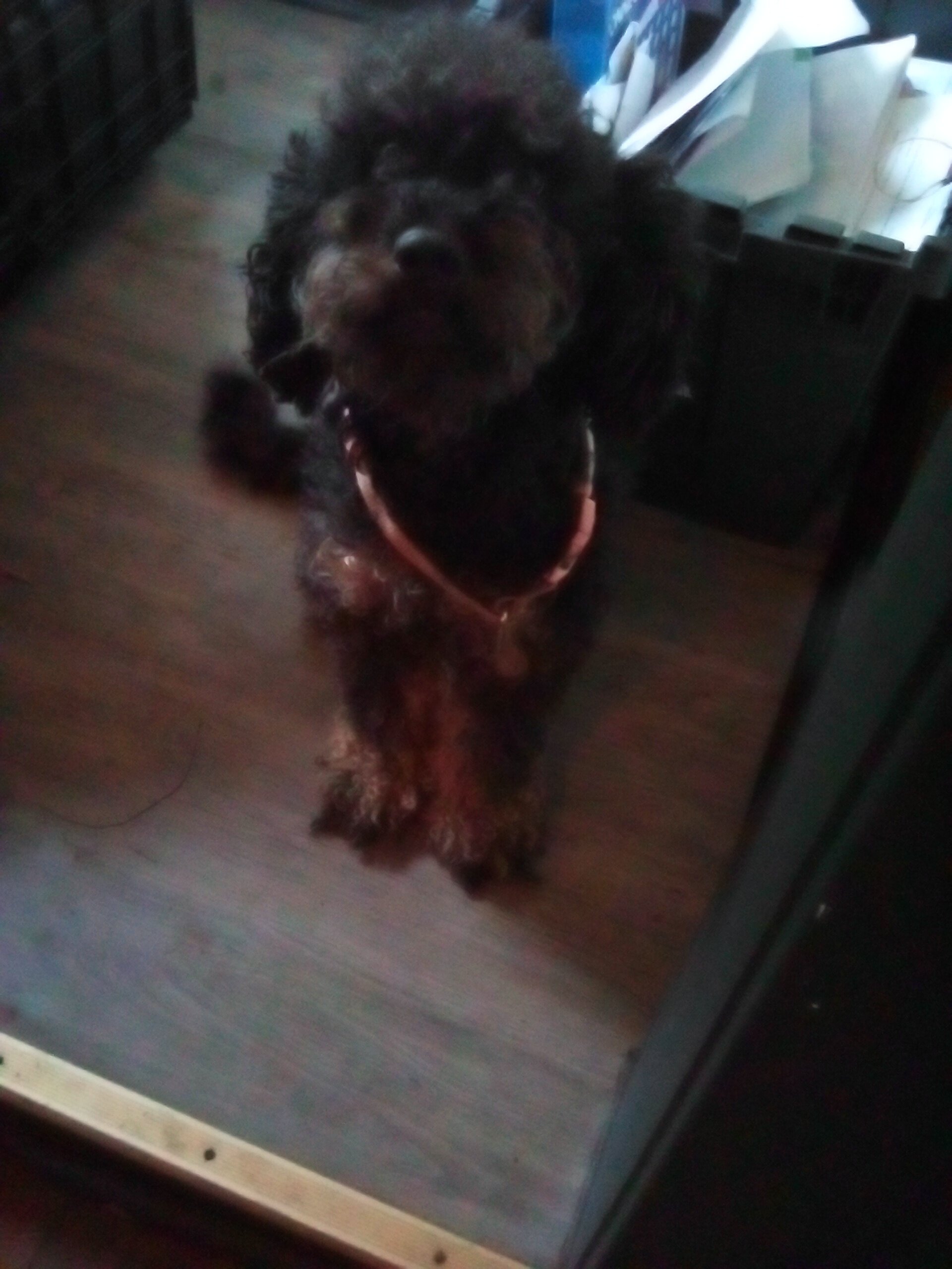 Poodle image 1